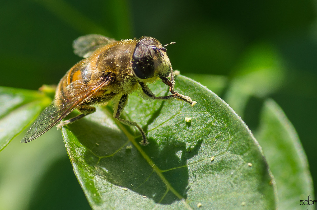 Pentax smc D-FA 100mm F2.8 macro sample photo. Jb_px_58 photography
