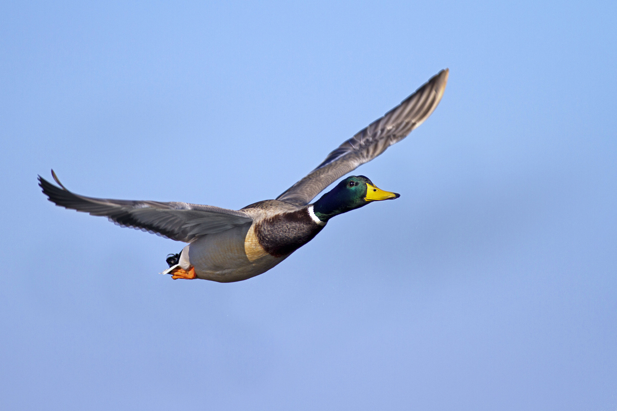 Canon EF 300mm f/2.8L + 1.4x sample photo. Mallard photography