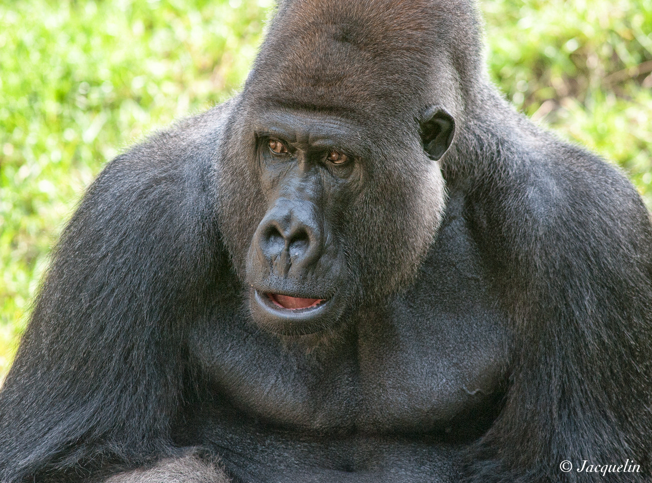 Nikon D3 + AF Nikkor 300mm f/4 IF-ED sample photo. Gorilla portrait ! photography