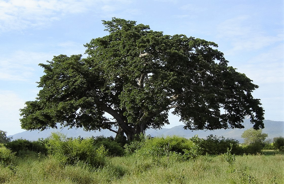 Sony DSC-P73 sample photo. Marula...kenya... photography