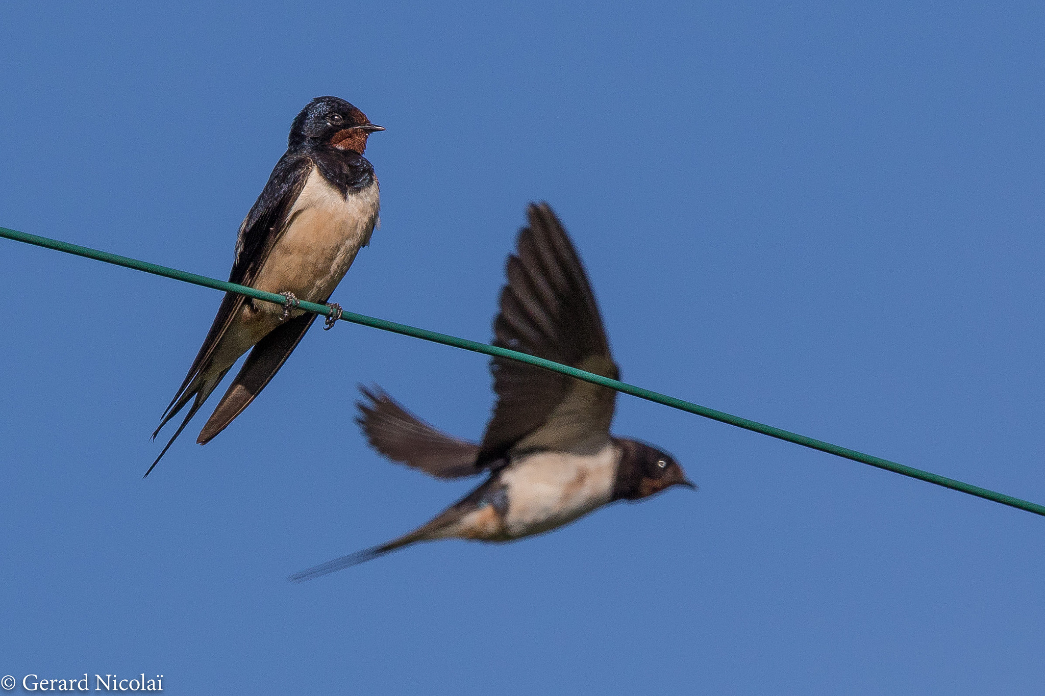Canon EF 300mm F2.8L IS USM sample photo. Barn swallow on a wire photography