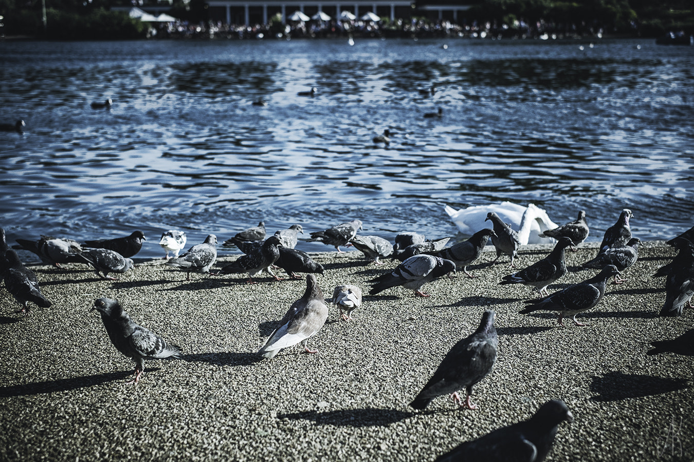 Fujifilm X-M1 + Fujifilm XF 35mm F1.4 R sample photo. Birds paradise photography
