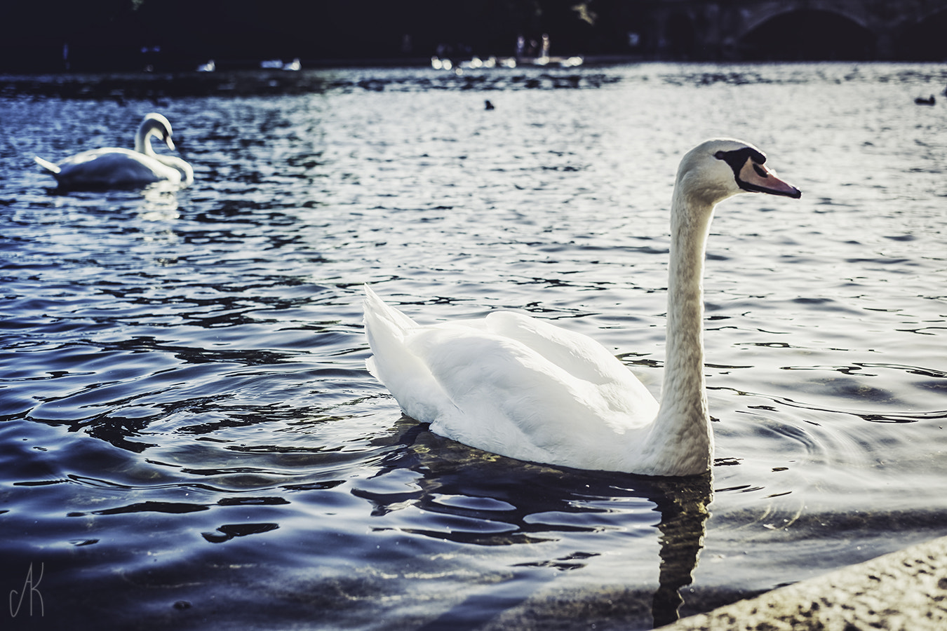 Fujifilm X-M1 + Fujifilm XF 35mm F1.4 R sample photo. Hungry photography
