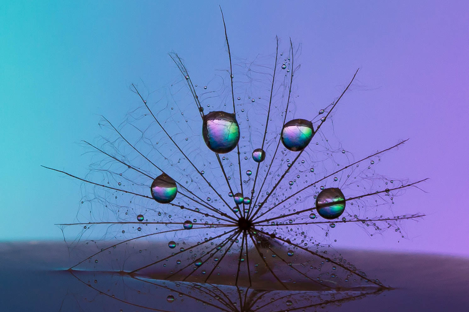 Canon EF 100mm F2.8 Macro USM sample photo. Dreamcatcher photography