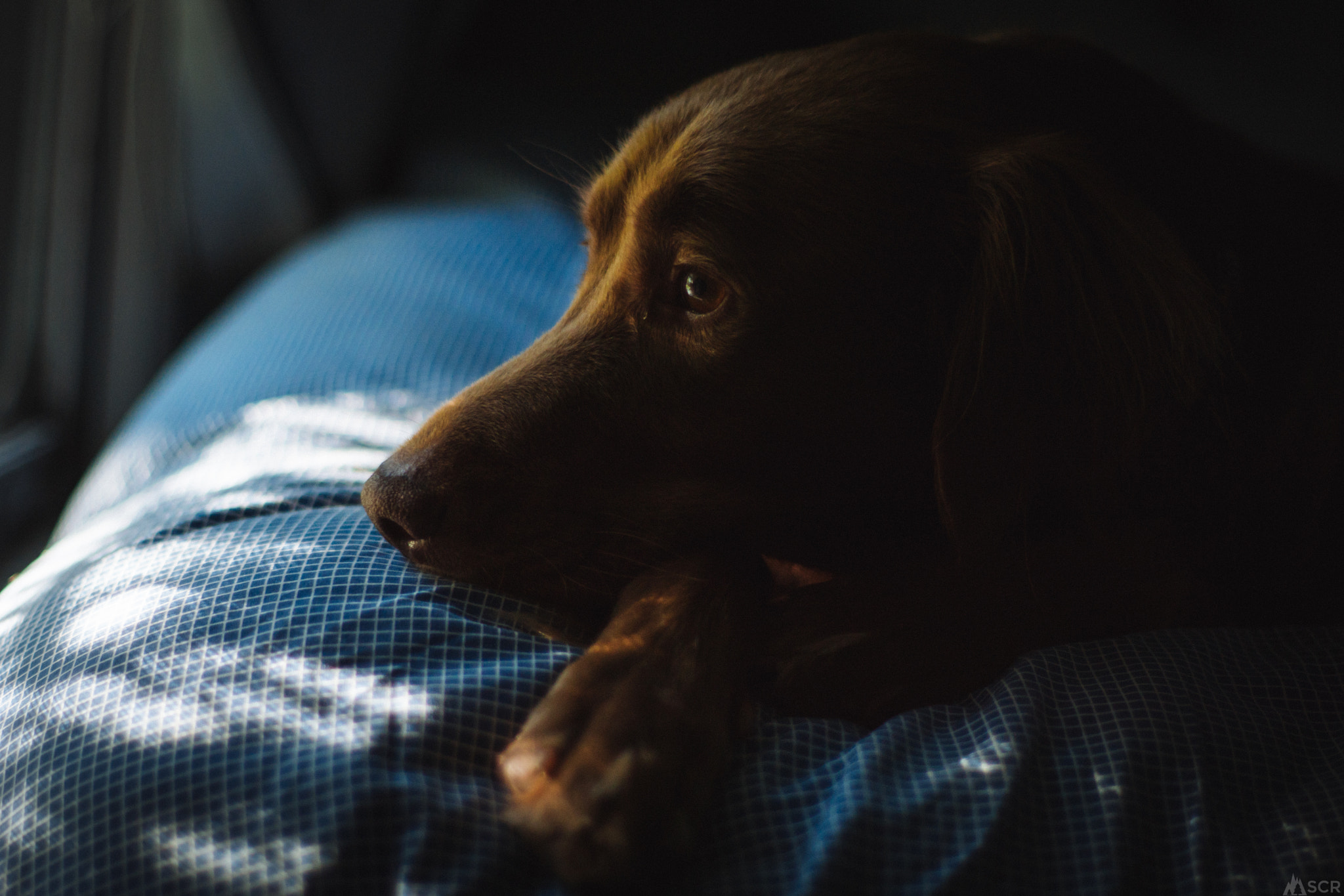 Minolta AF 50mm F1.4 [New] sample photo. Bear photography