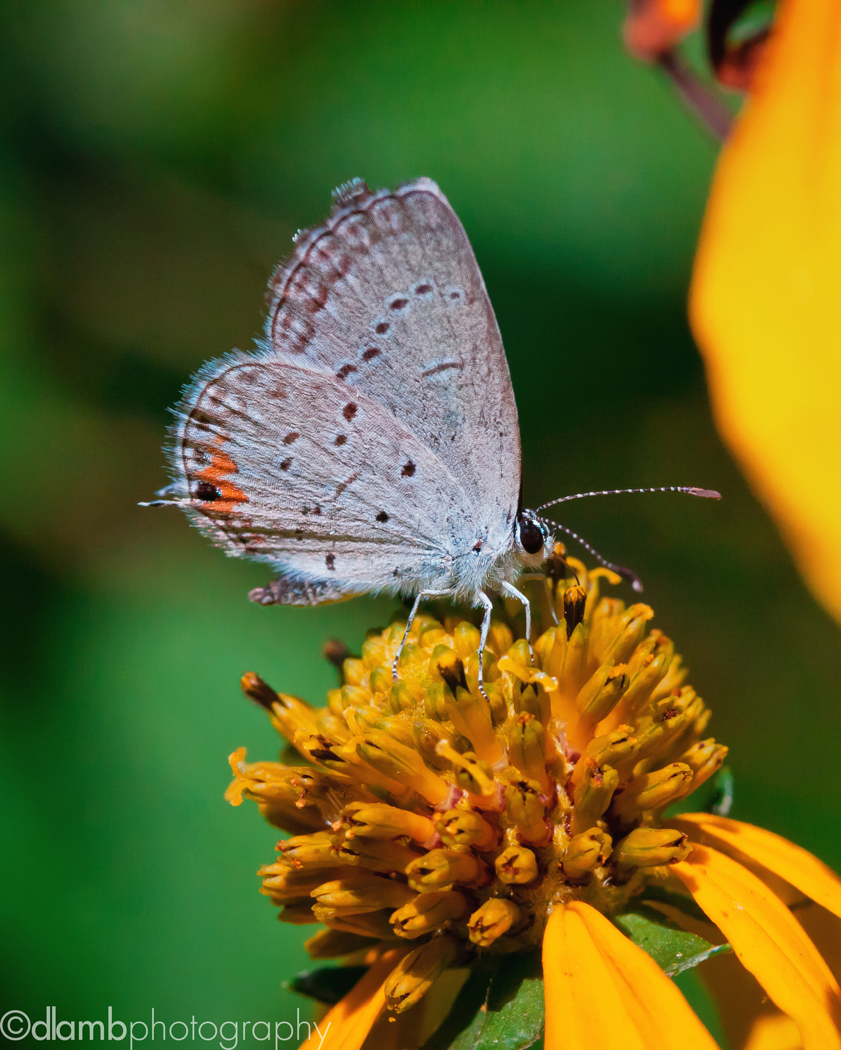 Canon EF-S 60mm F2.8 Macro USM sample photo. Eastern-tailed blue photography