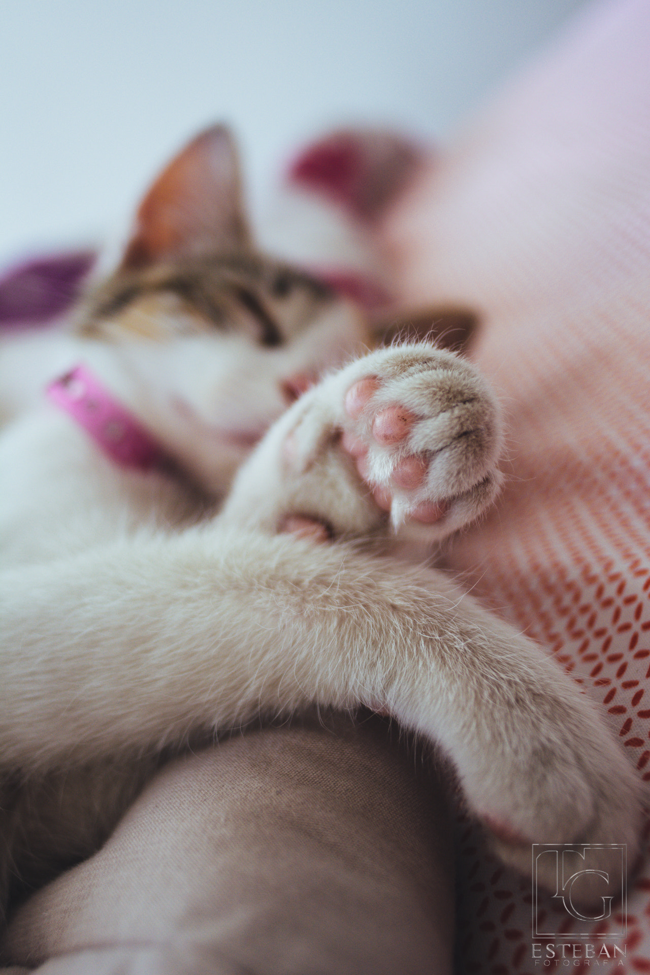 Nikon D7100 + Sigma 24mm F2.8 Super Wide II Macro sample photo. La mas bella eia photography