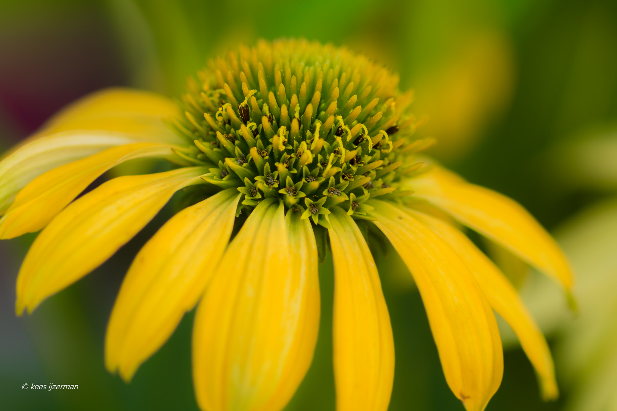 Sony SLT-A77 + Sony 100mm F2.8 Macro sample photo. Summer breeze. photography