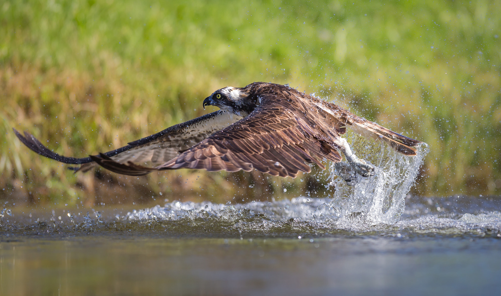 Canon EF 300mm F2.8L IS USM sample photo. Strike of an osprey photography