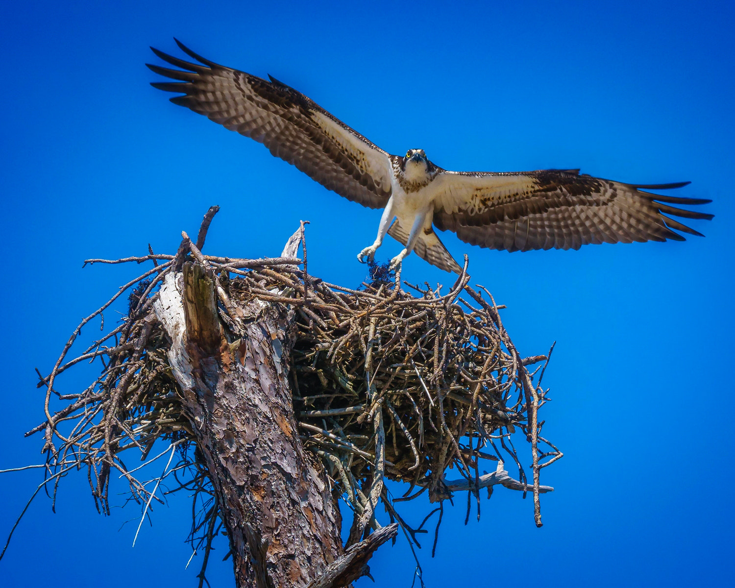 Sony a6000 + Tamron SP 150-600mm F5-6.3 Di VC USD sample photo. The osprey photography
