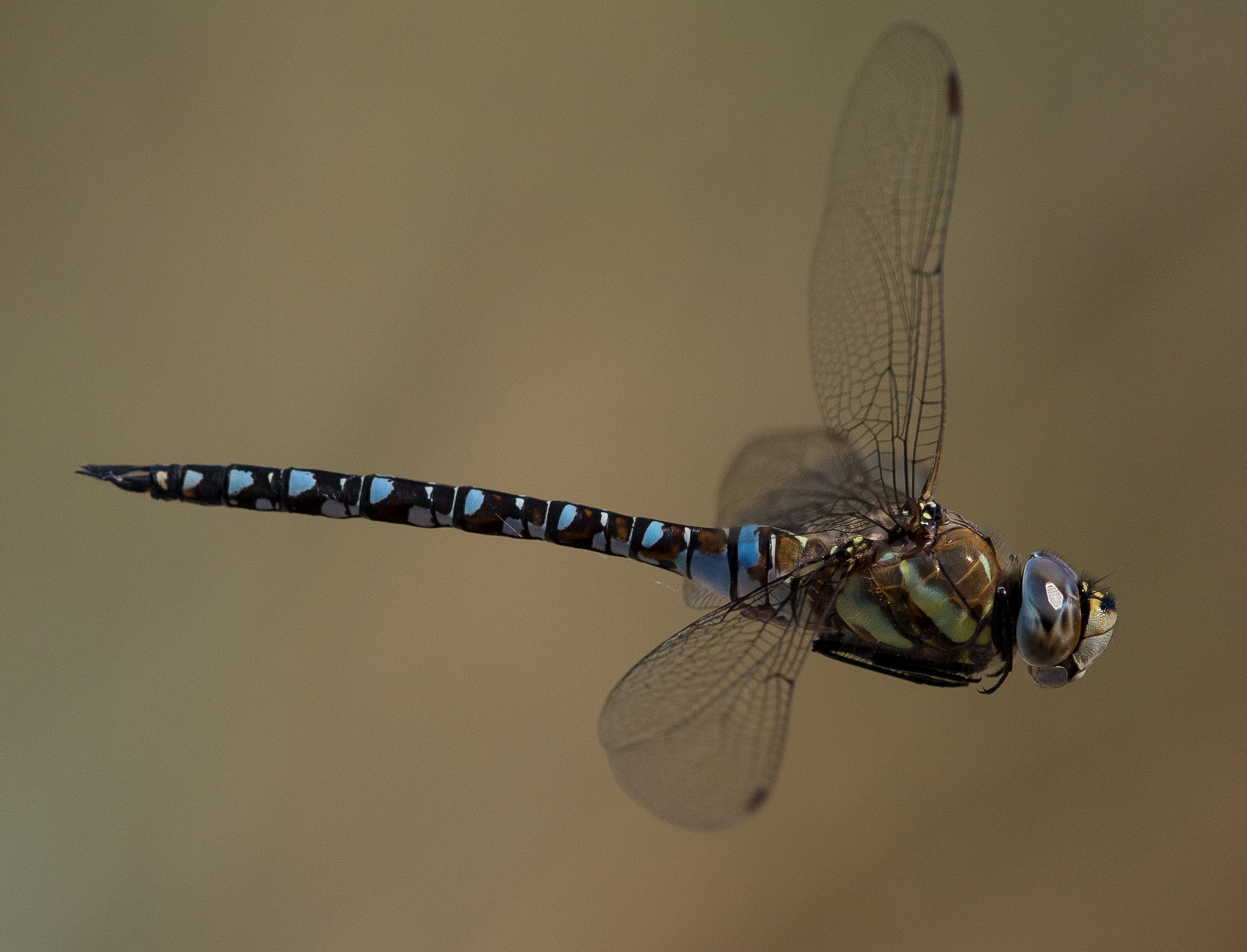 Canon EOS 7D Mark II + Canon EF 300mm F2.8L IS II USM sample photo. Migrant hawker (aeshna mixta) photography