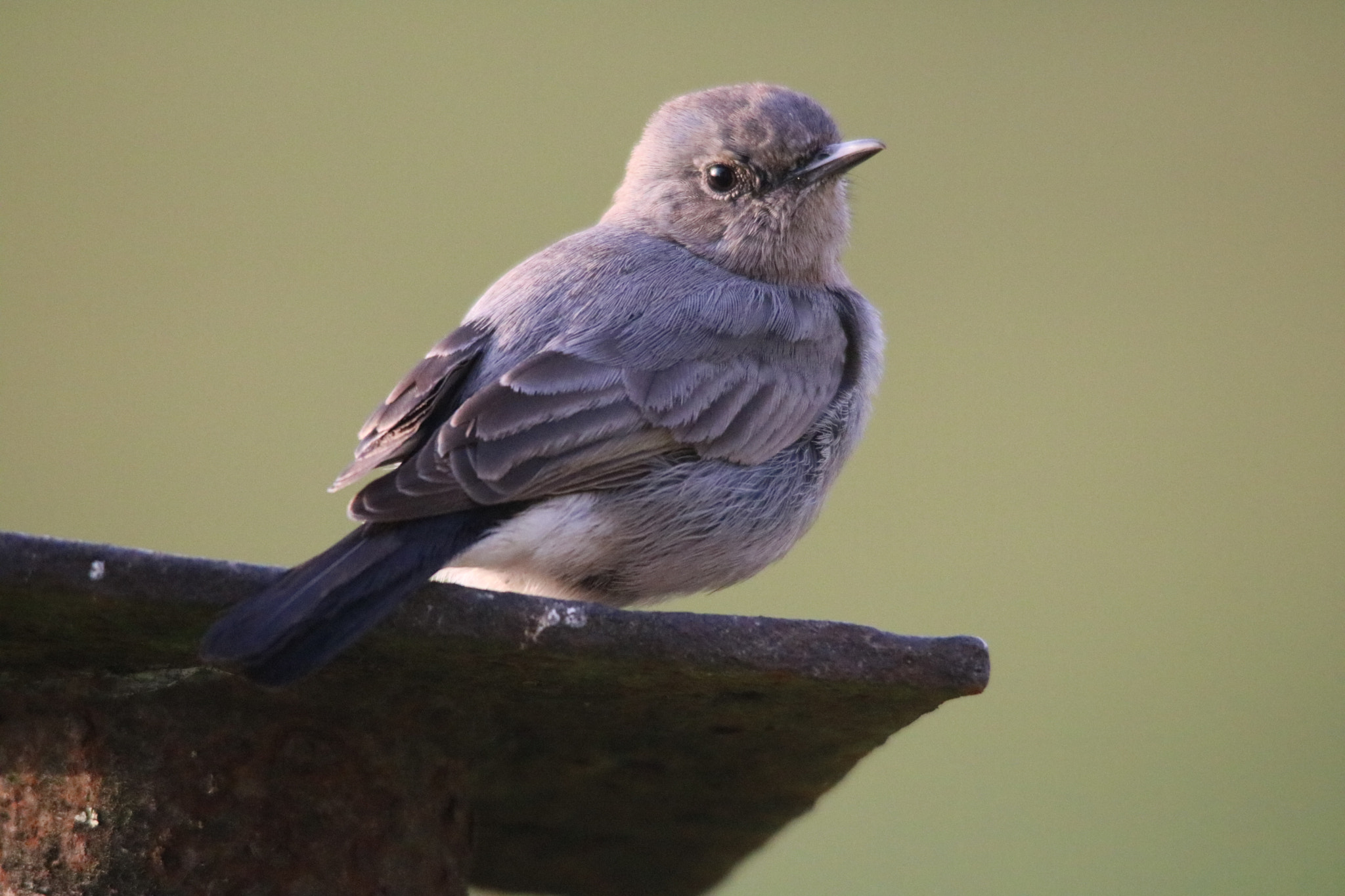 Sigma 150-500mm F5-6.3 DG OS HSM sample photo. طائر ابوحناء اسود الذيل من الطيور الجميله اللتي تعيش في جبال ظفار photography