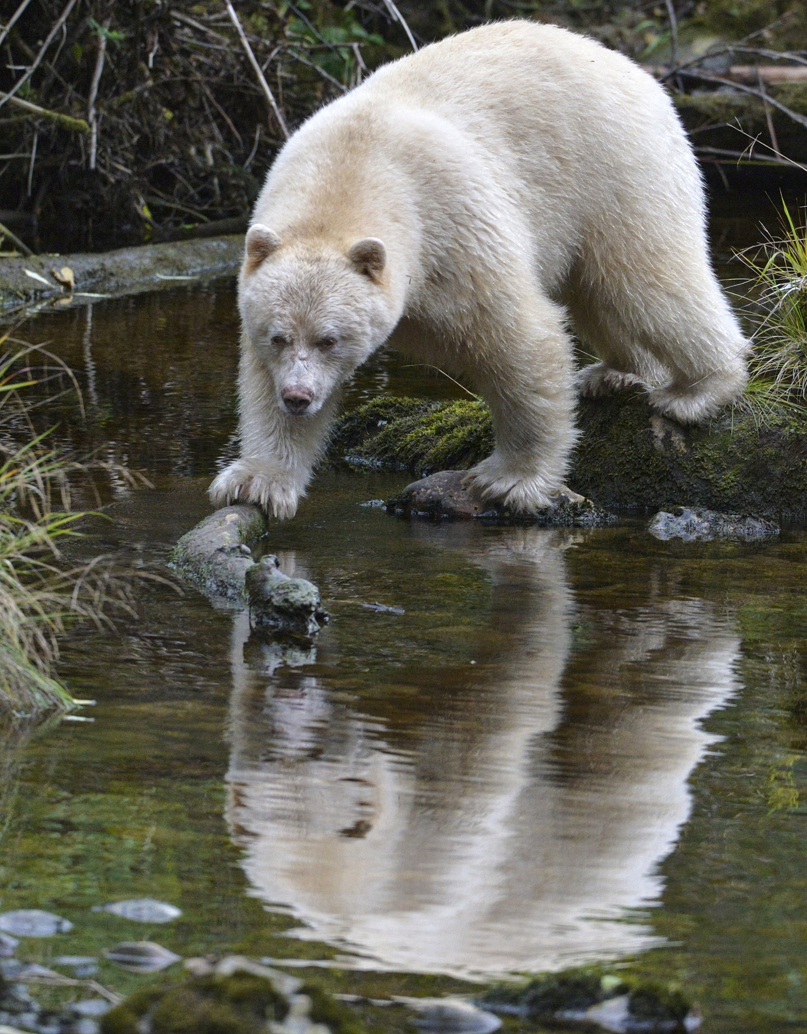 Nikon AF-S Nikkor 200-400mm F4G ED-IF VR sample photo. Spirit bear reflection photography