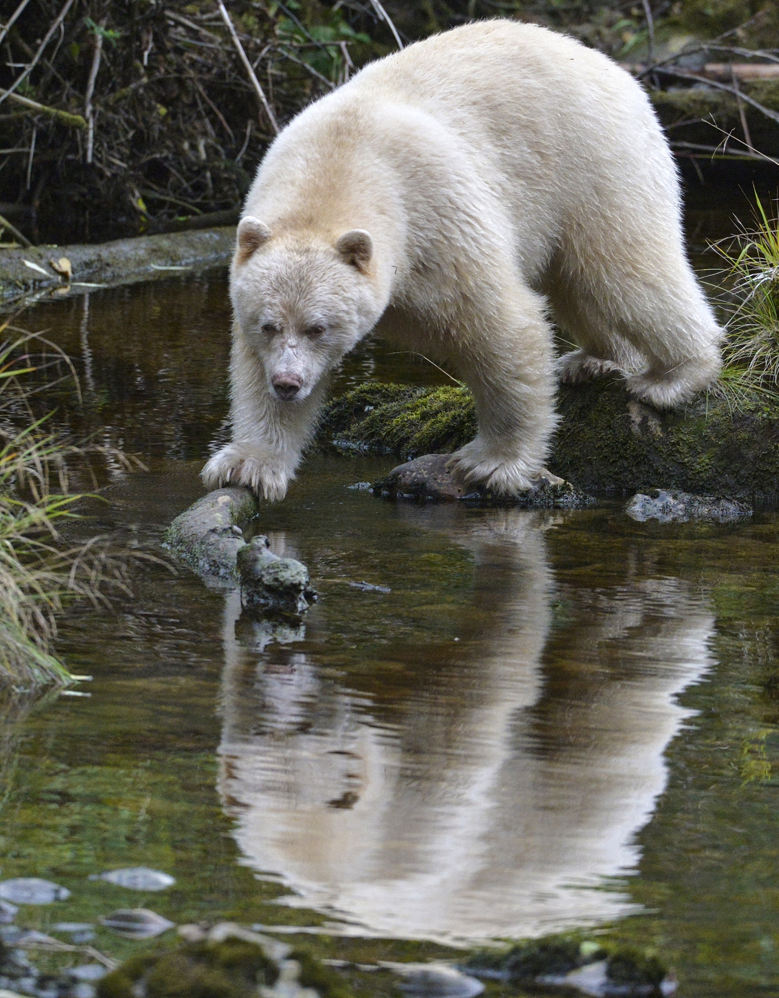 Nikon D4 + Nikon AF-S Nikkor 200-400mm F4G ED-IF VR sample photo. Spirit bear reflection photography