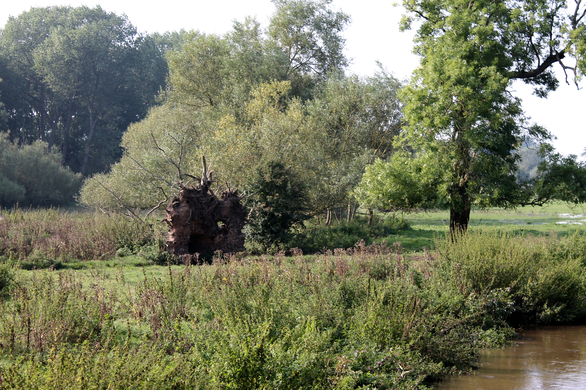 Canon EOS 1100D (EOS Rebel T3 / EOS Kiss X50) + Canon EF-S 18-55mm F3.5-5.6 III sample photo. A once mighty tree's roots exposed after it was fe ... photography