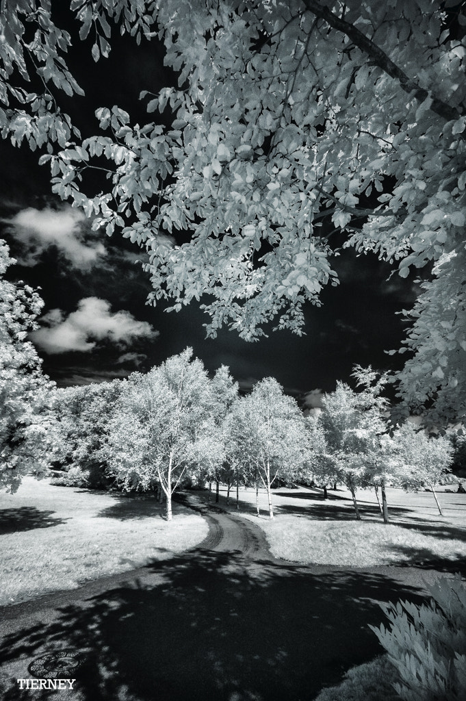 Nikon D70 sample photo. City park in an indian summer photography