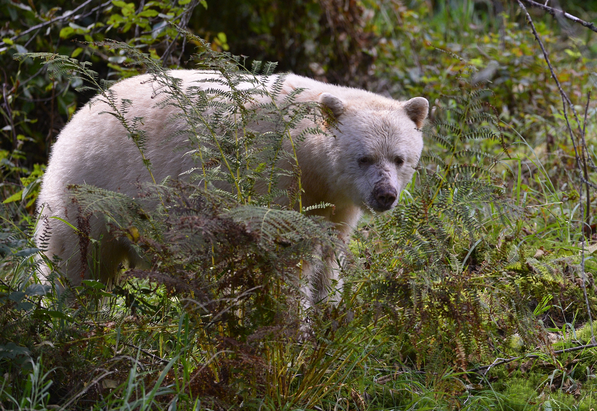 Nikon D4 + Nikon AF-S Nikkor 200-400mm F4G ED-IF VR sample photo. Spirit bear, bc, canada photography