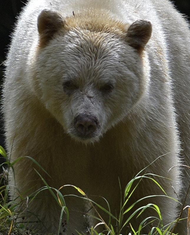 Nikon D4 + Nikon AF-S Nikkor 200-400mm F4G ED-IF VR sample photo. Spirit bear closeup, bc, canada photography