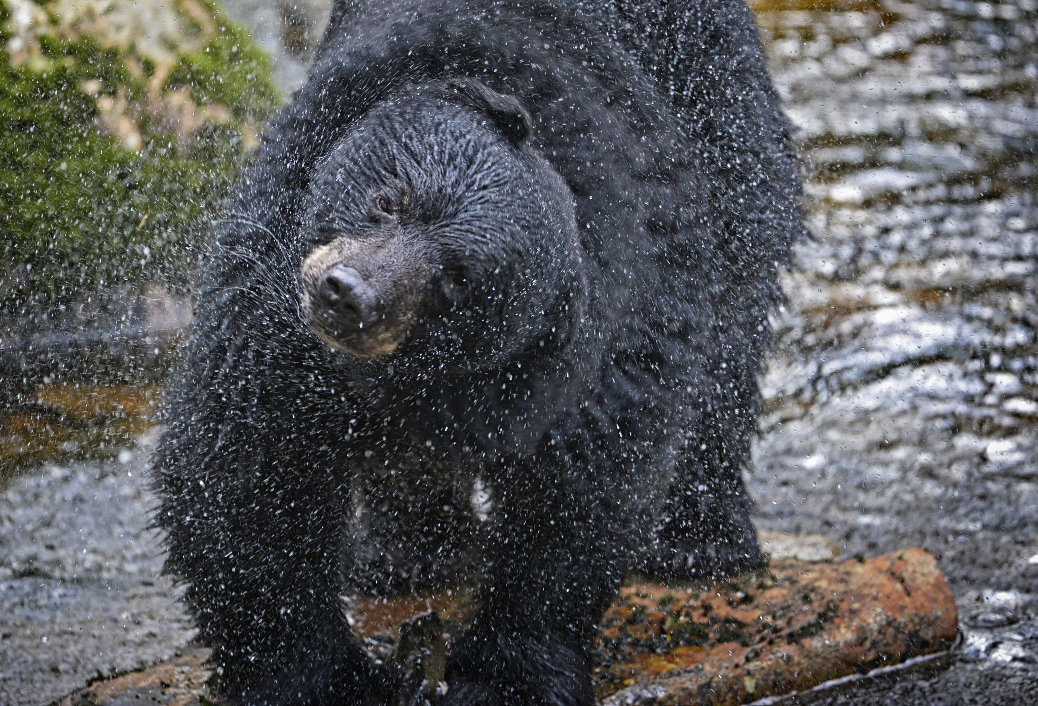 Nikon AF-S Nikkor 200-400mm F4G ED-IF VR sample photo. Black bear shaking off water, bc, canada photography