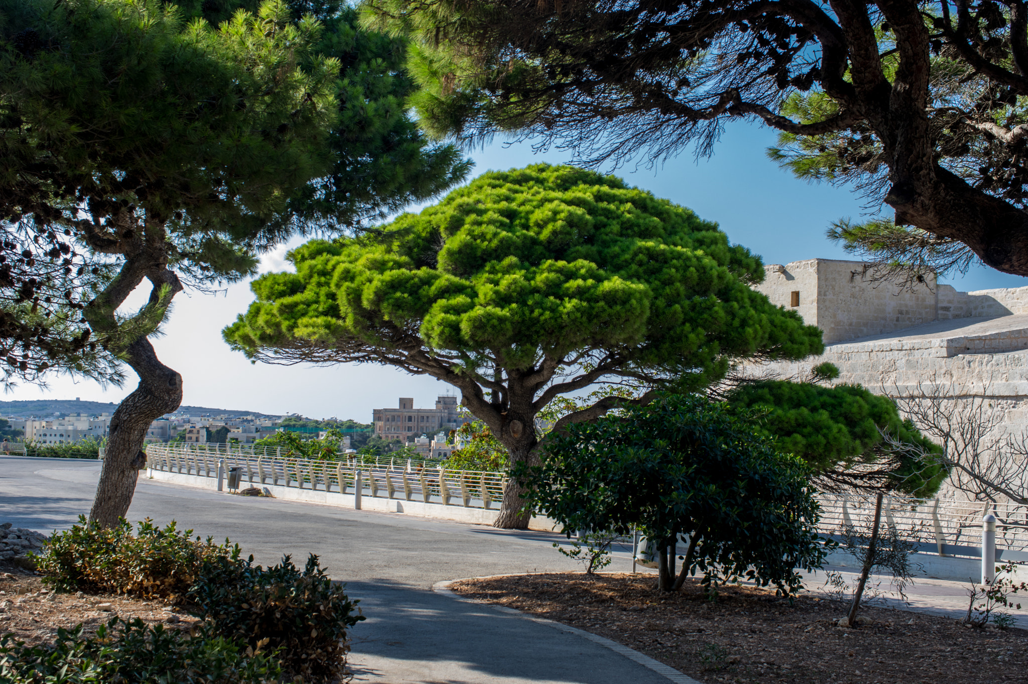 Pentax K-3 II sample photo. Tree photography