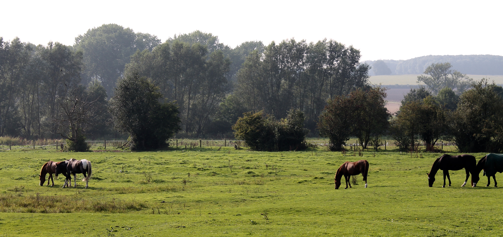 Canon EF-S 18-55mm F3.5-5.6 III sample photo. Pampered horses grazing on lush staffordshire meadow deluged by yesterday's storm photography