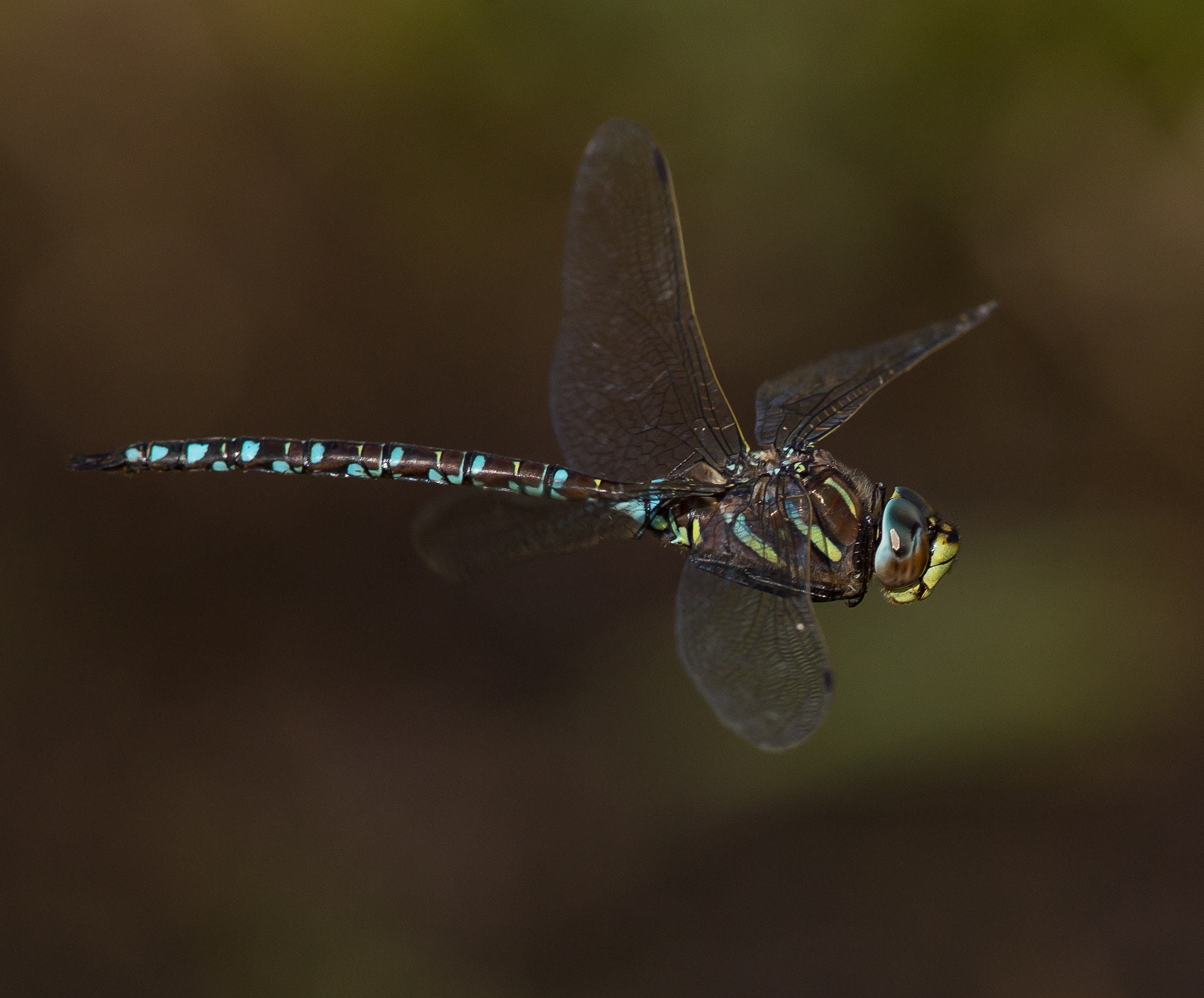 Canon EOS 6D + Canon EF 300mm F4L IS USM sample photo. Common hawker (aeshna juncea) photography