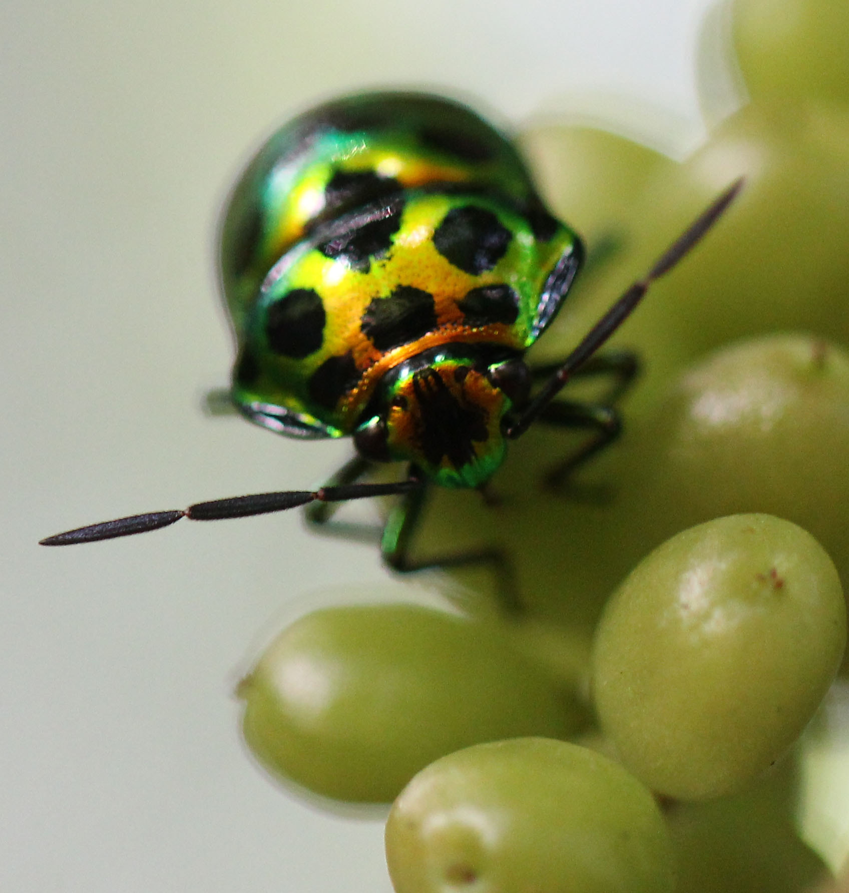 Canon EOS 60D + Canon EF 100mm F2.8L Macro IS USM sample photo. True bug photography