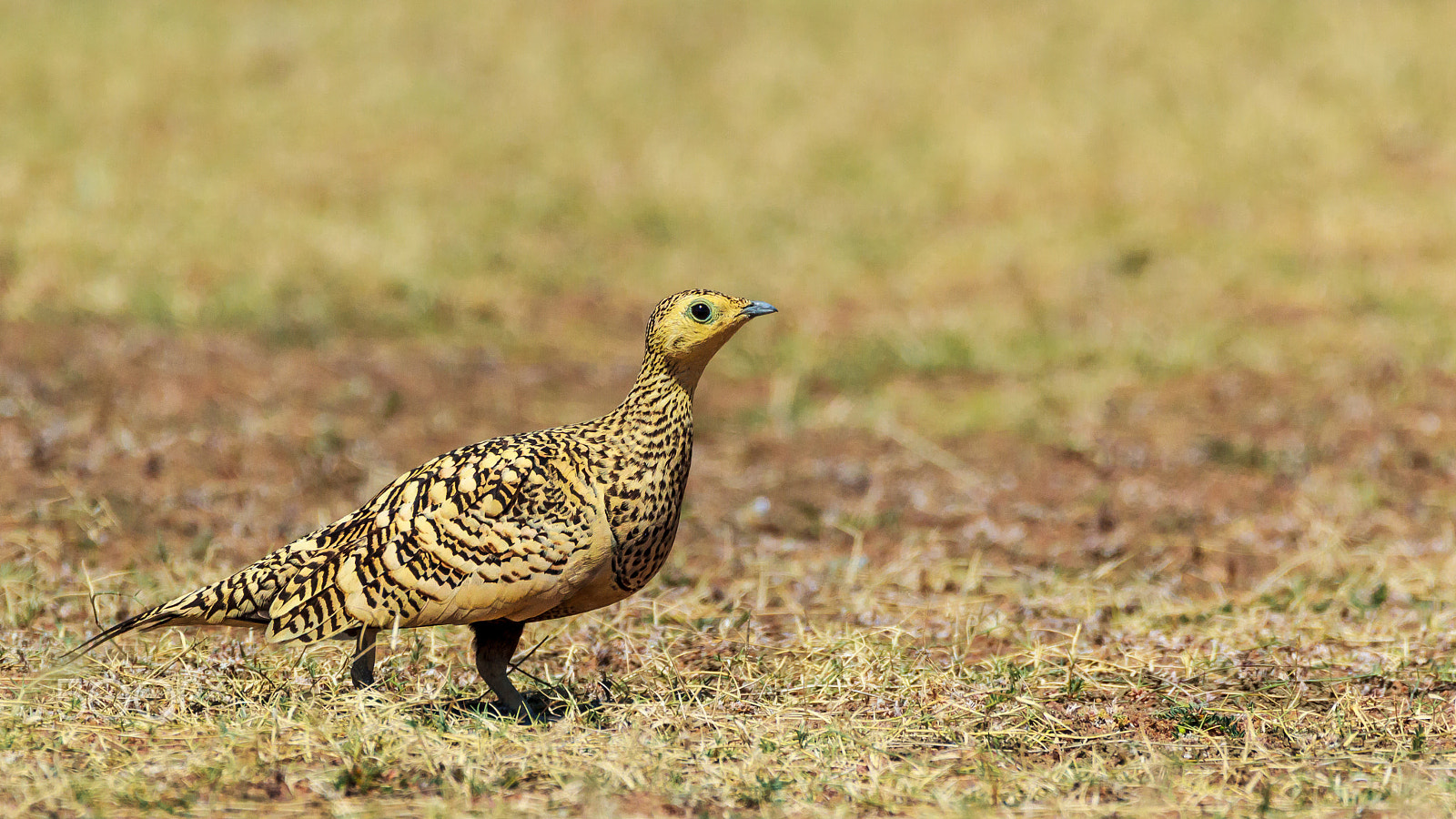 Sigma 150-600mm F5-6.3 DG OS HSM | C sample photo. "i am a vegetarian" photography