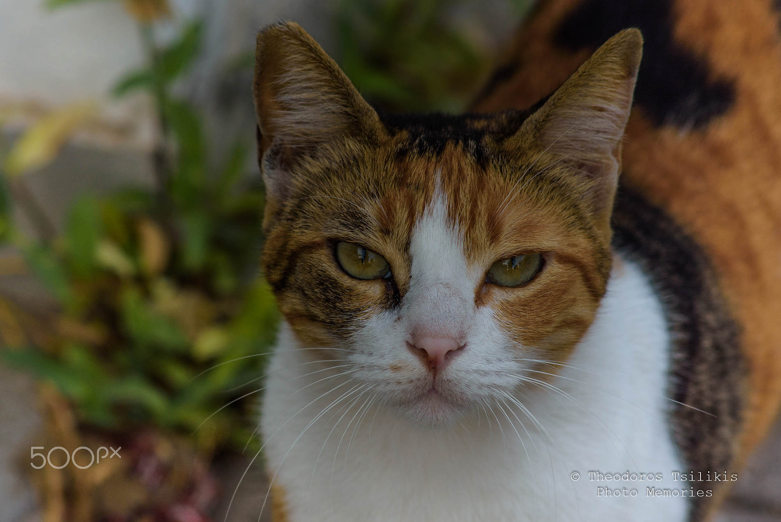 Sigma 70-300mm F4-5.6 APO DG Macro sample photo. Eyes photography