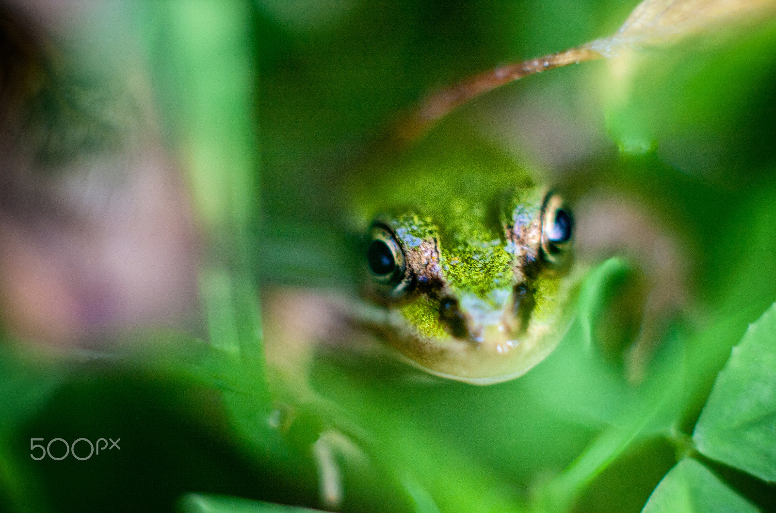 Canon EOS 40D + Canon EF 50mm F1.4 USM sample photo. Eyes in green photography