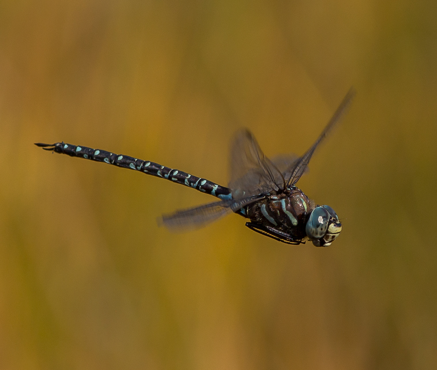 Canon EOS 6D + Canon EF 300mm F4L IS USM sample photo. Subartic darner (aeshna subartica) photography