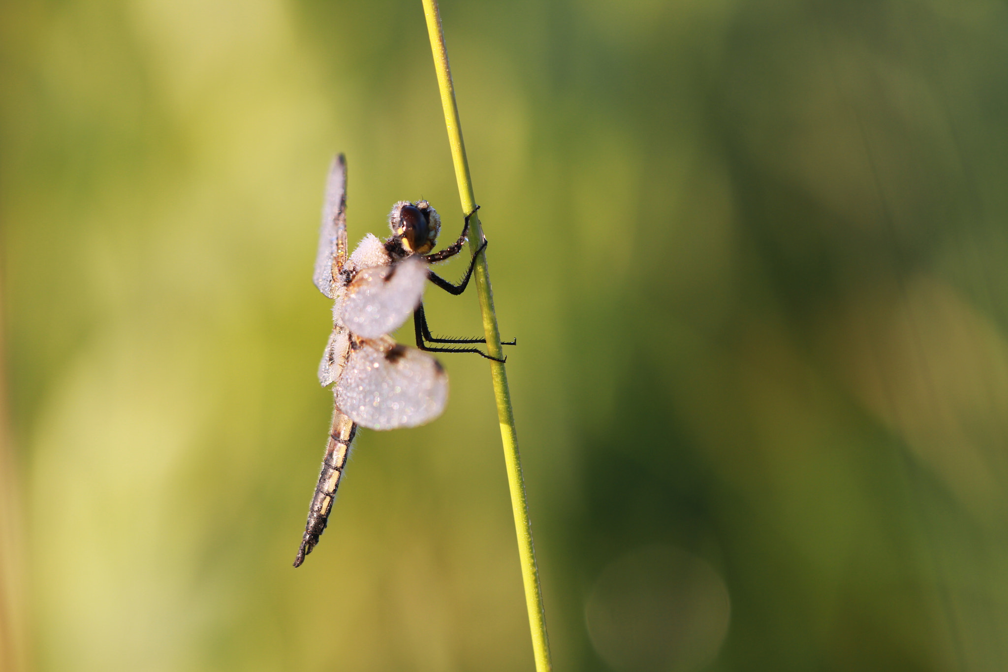 Sigma APO Macro 150mm f/2.8 EX DG HSM sample photo. Libellula quadrimaculata photography