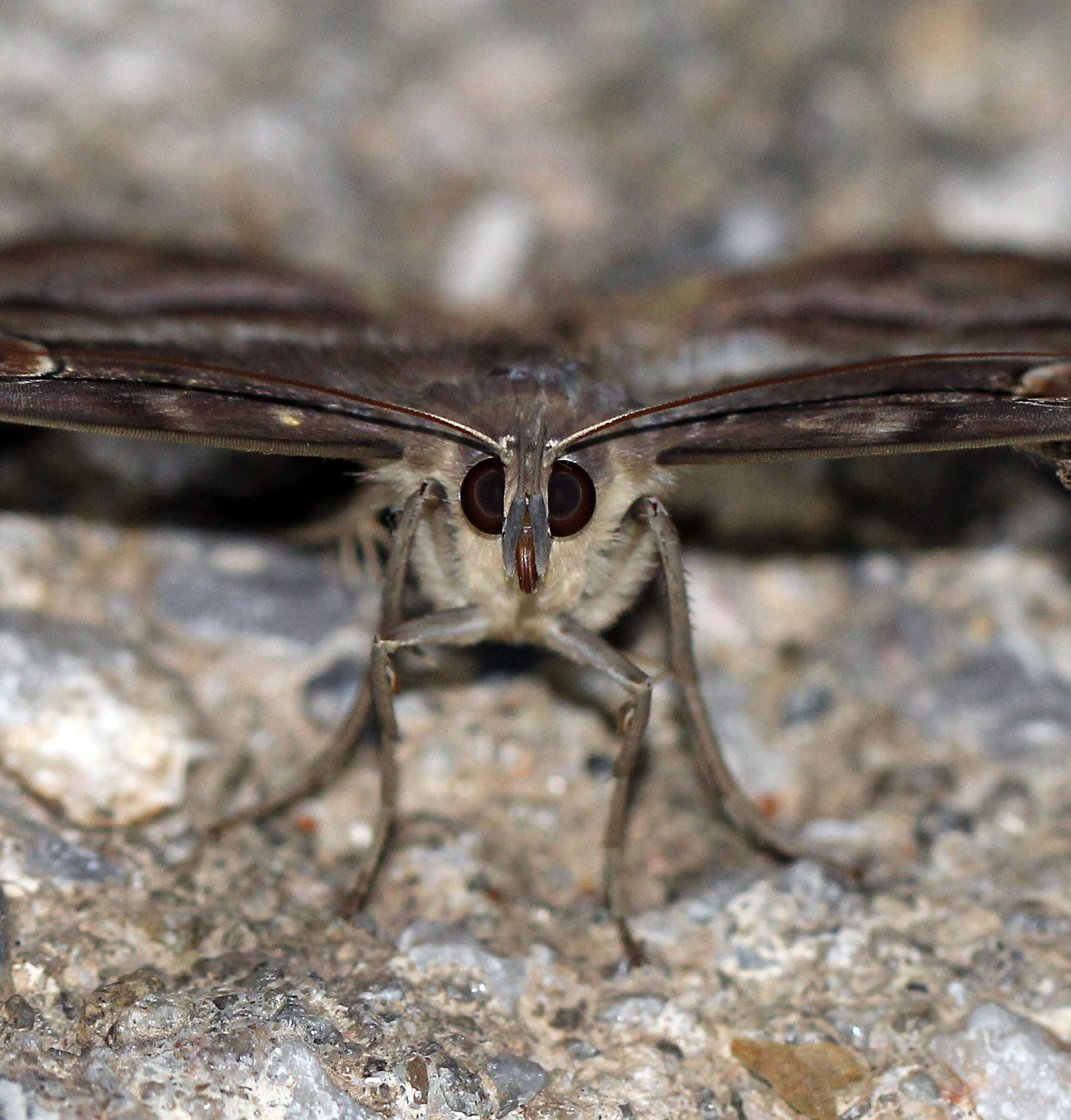 Canon EOS 60D + Canon EF 100mm F2.8L Macro IS USM sample photo. Moth photography