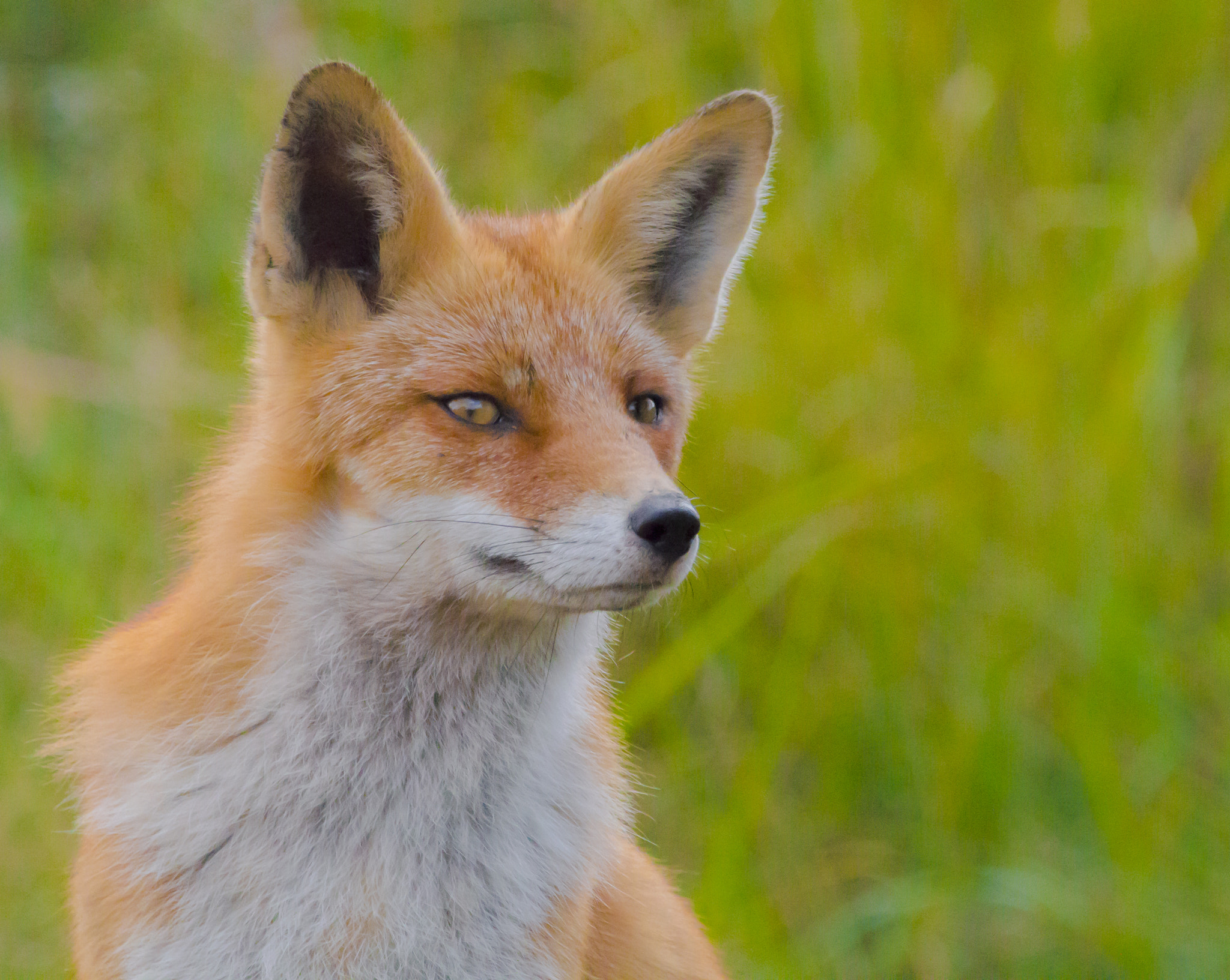 Sigma 150-600mm F5-6.3 DG OS HSM | C sample photo. Vos photography