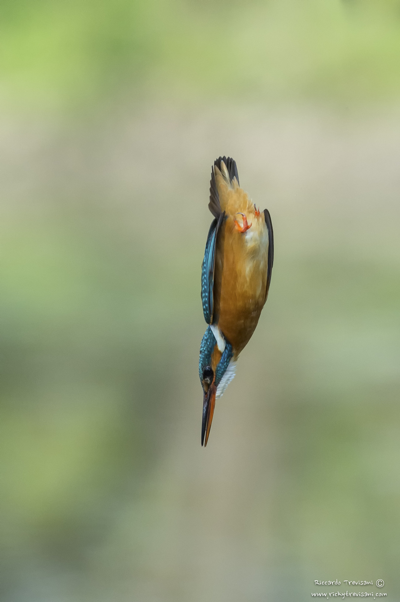 Nikon AF-S Nikkor 300mm F2.8G ED VR II sample photo. The bullet photography