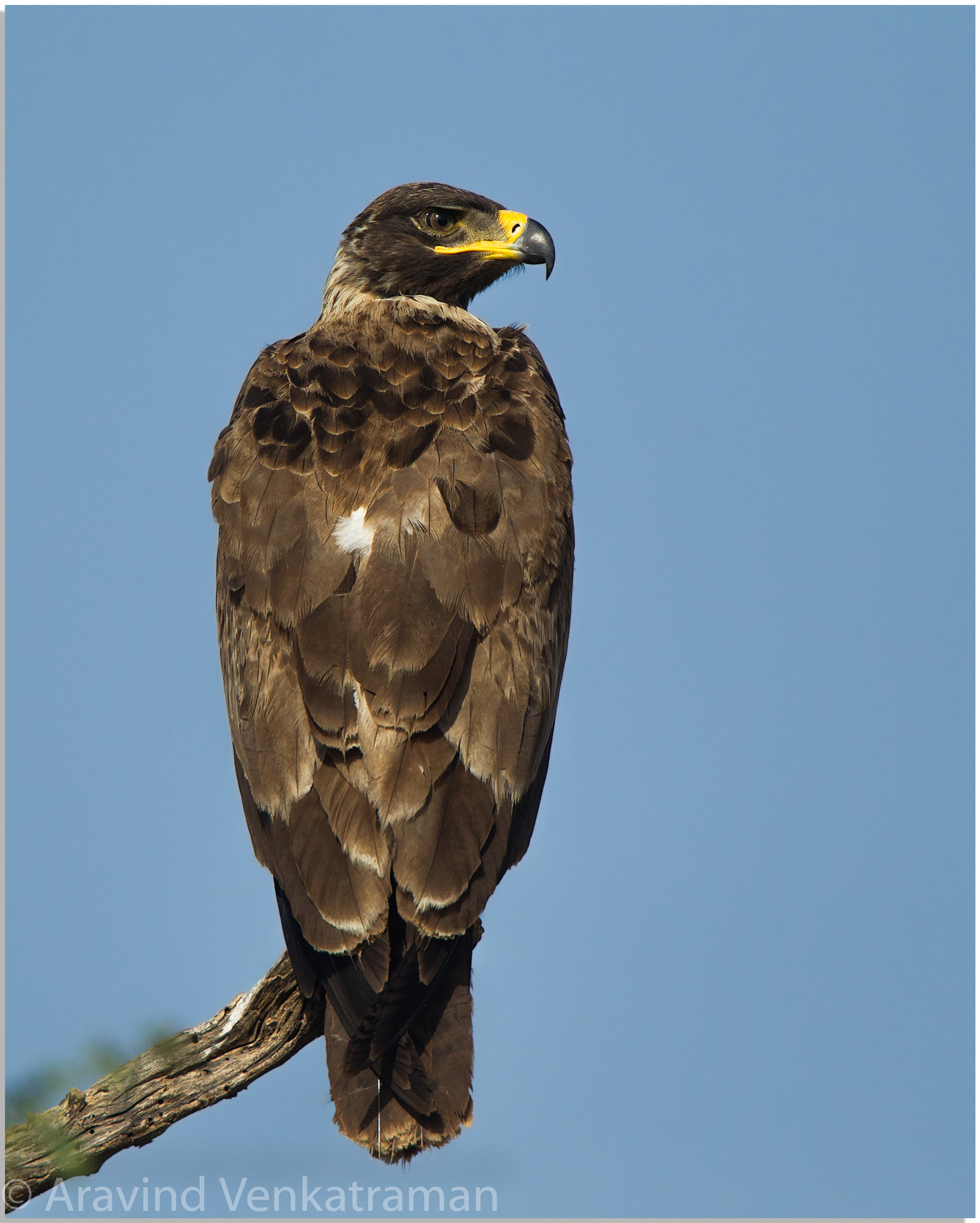 Canon EF 500mm F4L IS USM sample photo. Tawny eagle photography