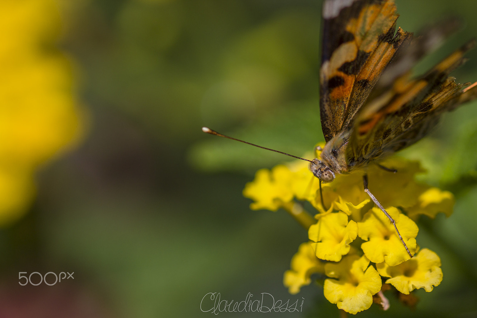 Sigma 105mm F2.8 EX DG OS HSM sample photo. Vanessa & lantana photography