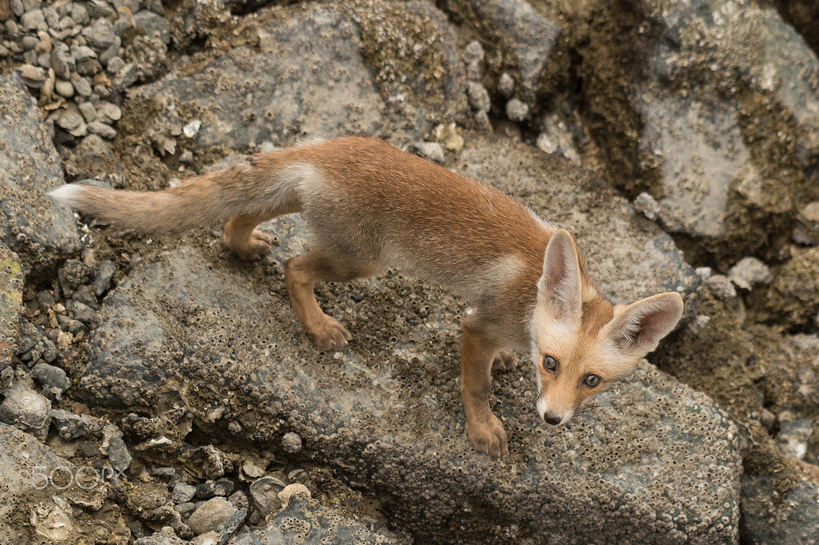 Nikon AF-S Nikkor 200-500mm F5.6E ED VR sample photo. Arabian desert fox photography