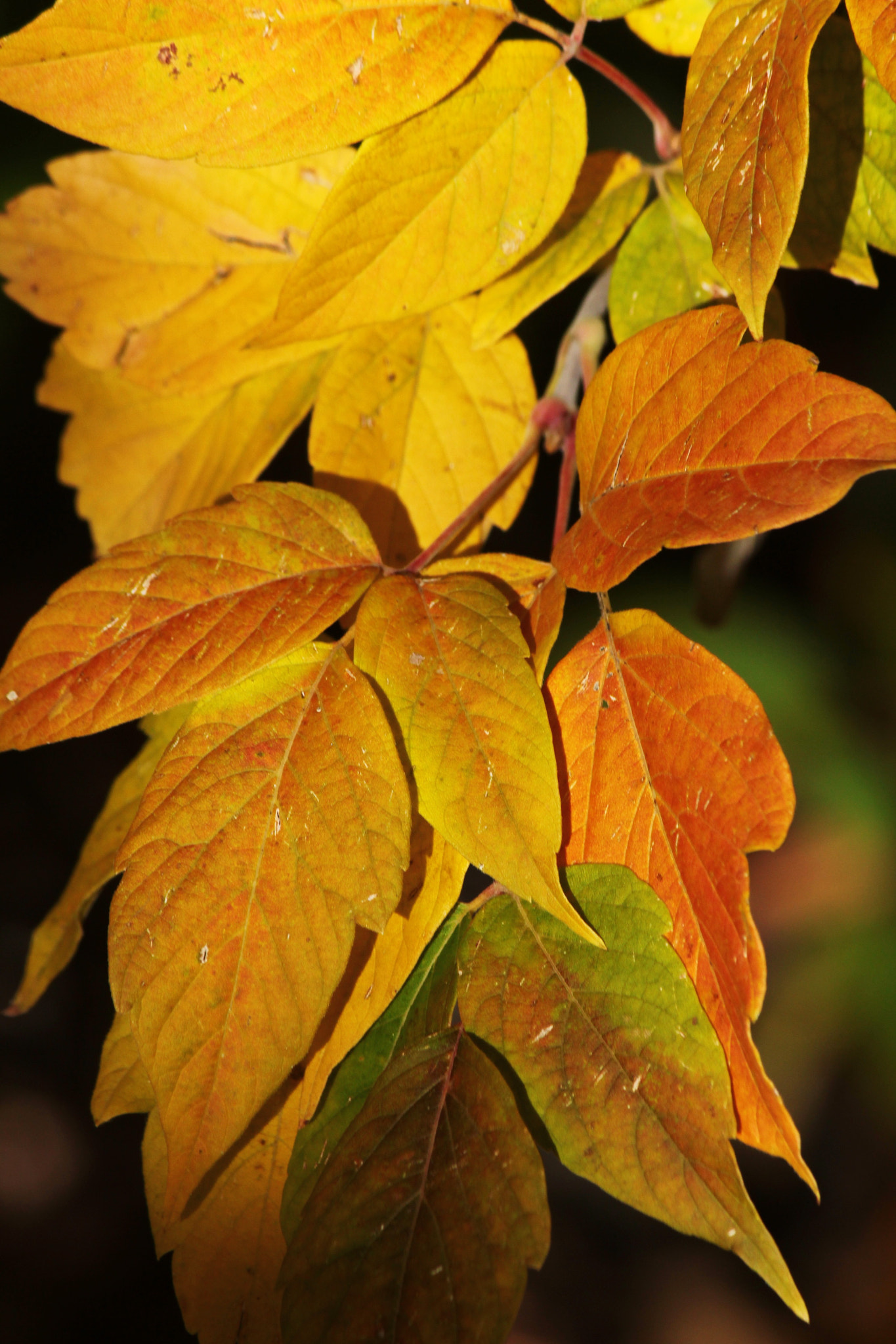 Canon EF-S 55-250mm F4-5.6 IS II sample photo. Autumn palette photography
