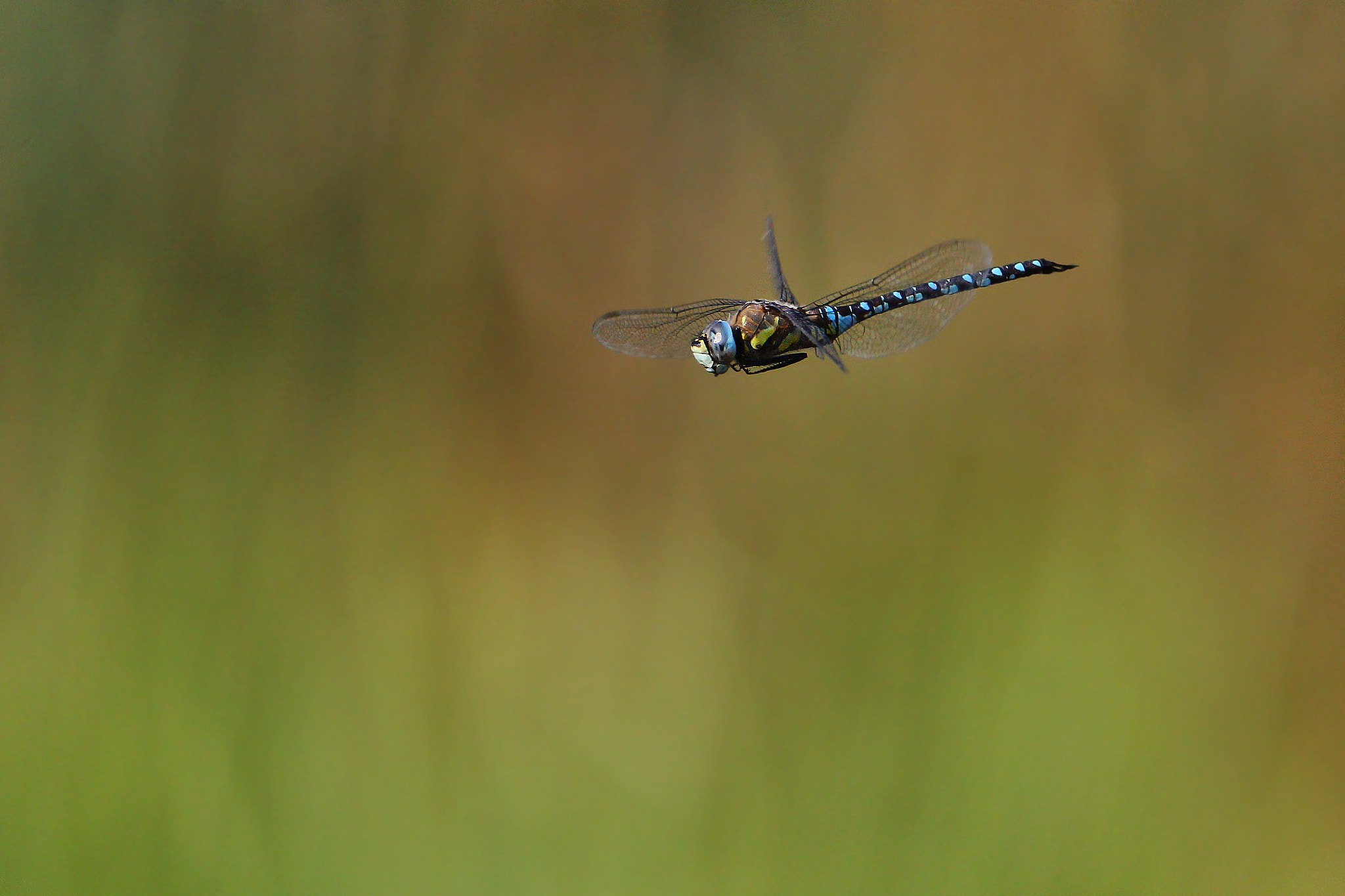 Tamron SP 150-600mm F5-6.3 Di VC USD sample photo. Aeshna mixta photography