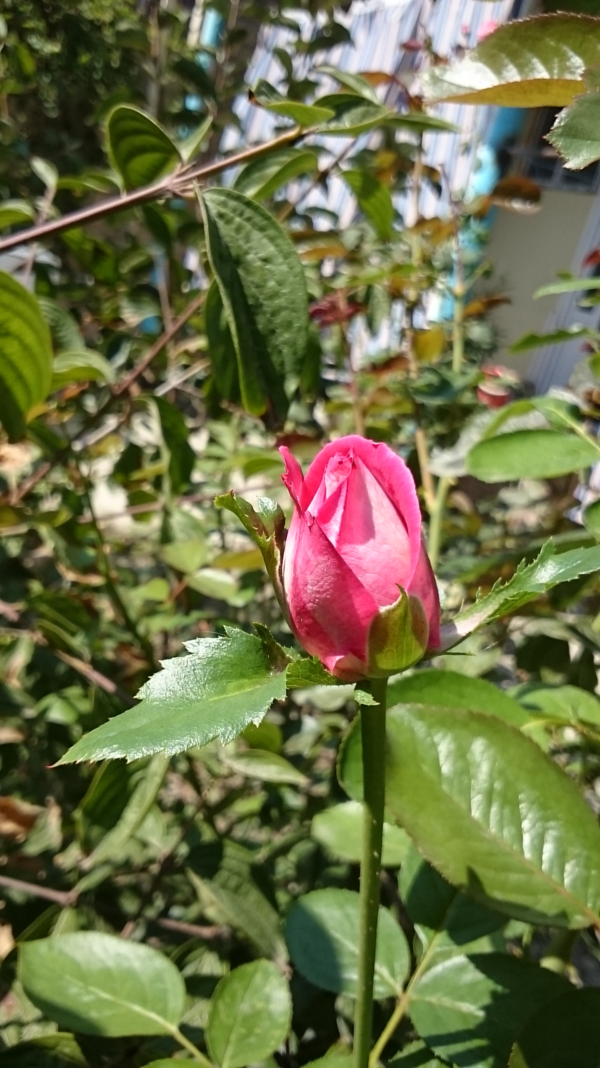 Sony Xperia Z Ultra sample photo