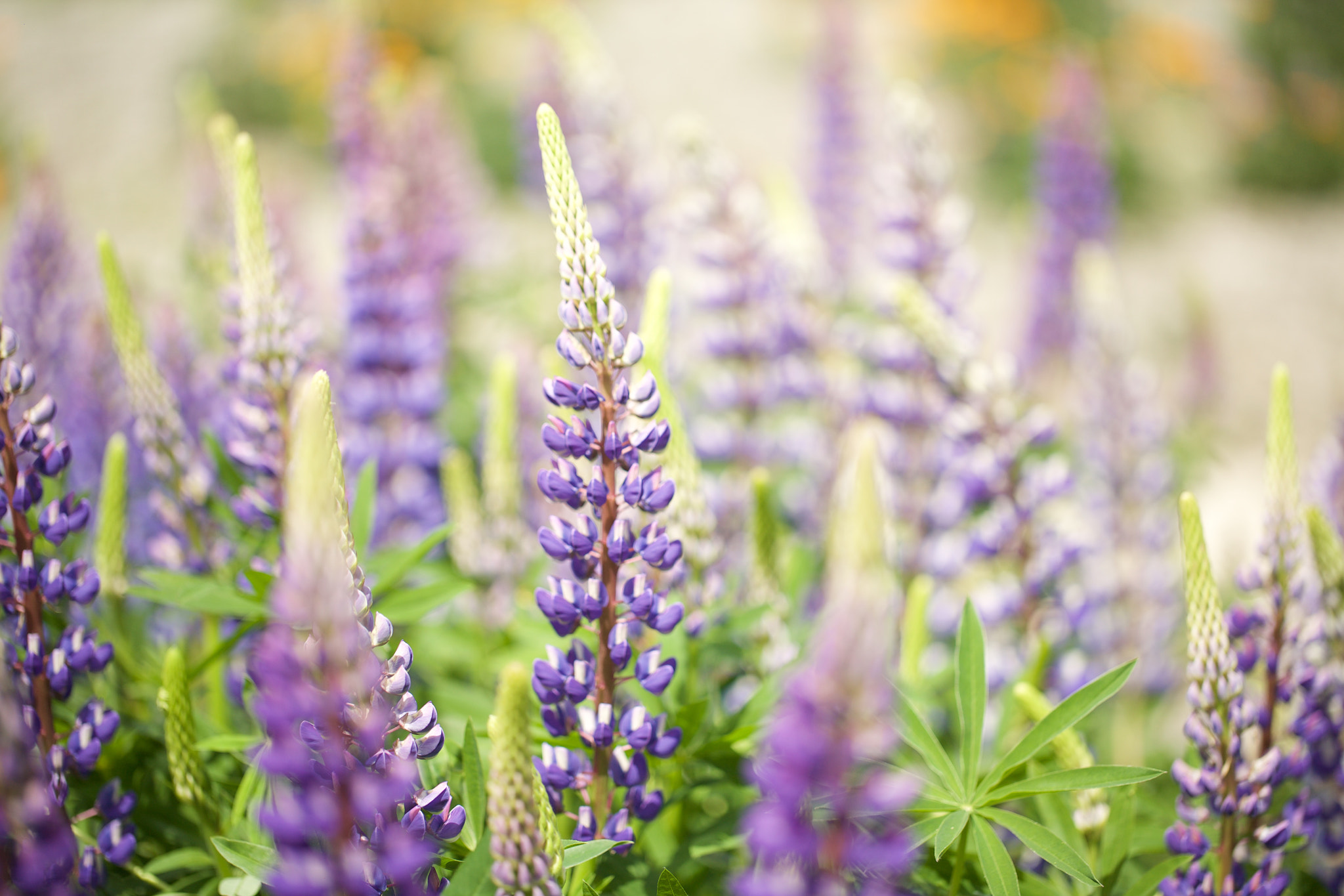 Canon EF 100mm F2.8L Macro IS USM sample photo. Lost in lupinus photography