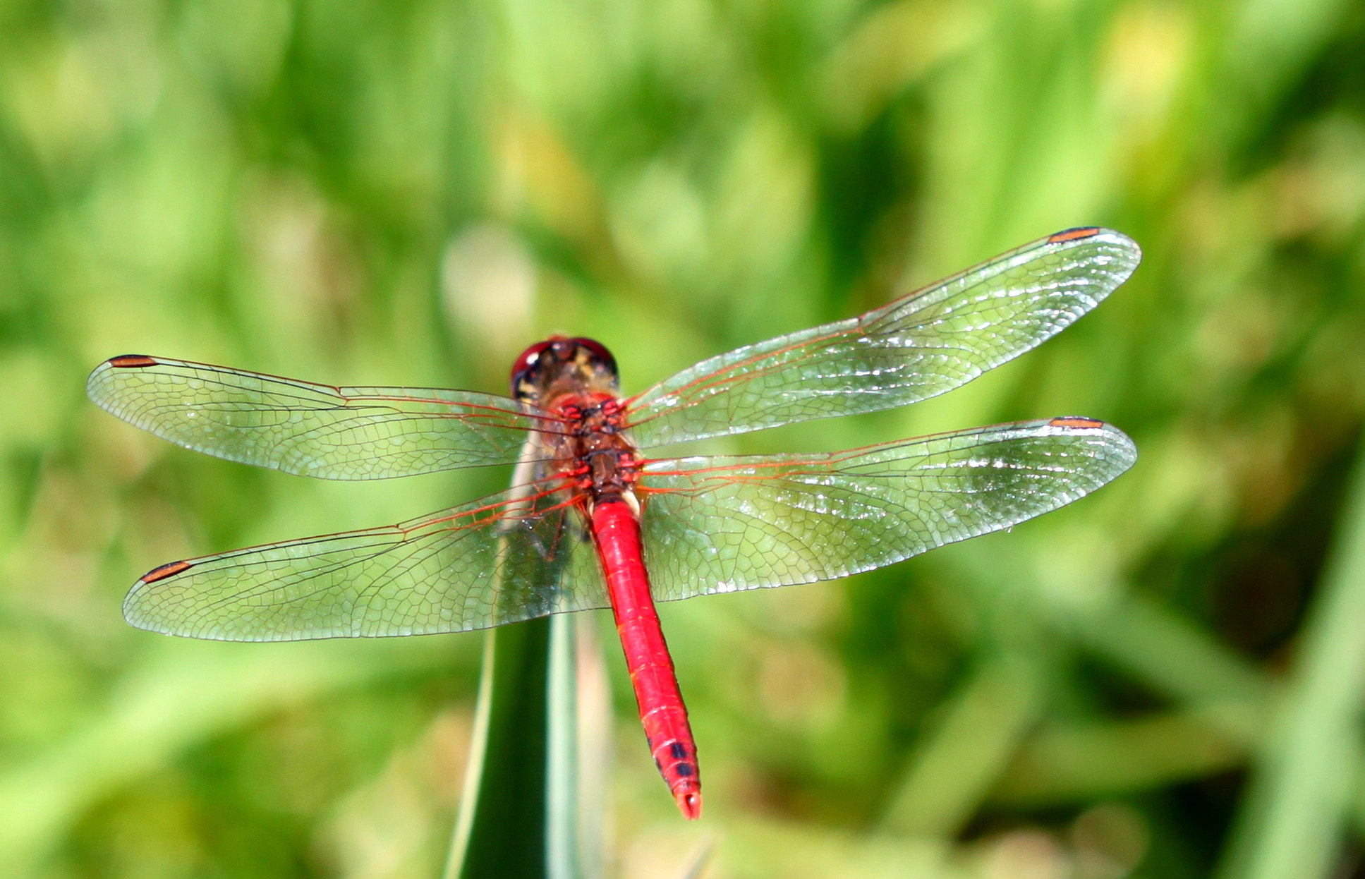 Canon EF 100mm F2.8 Macro USM sample photo. Img photography