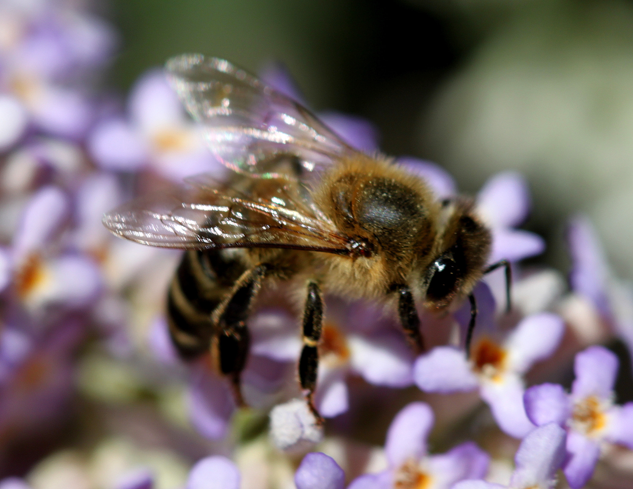 Canon EF 100mm F2.8 Macro USM sample photo. Img photography