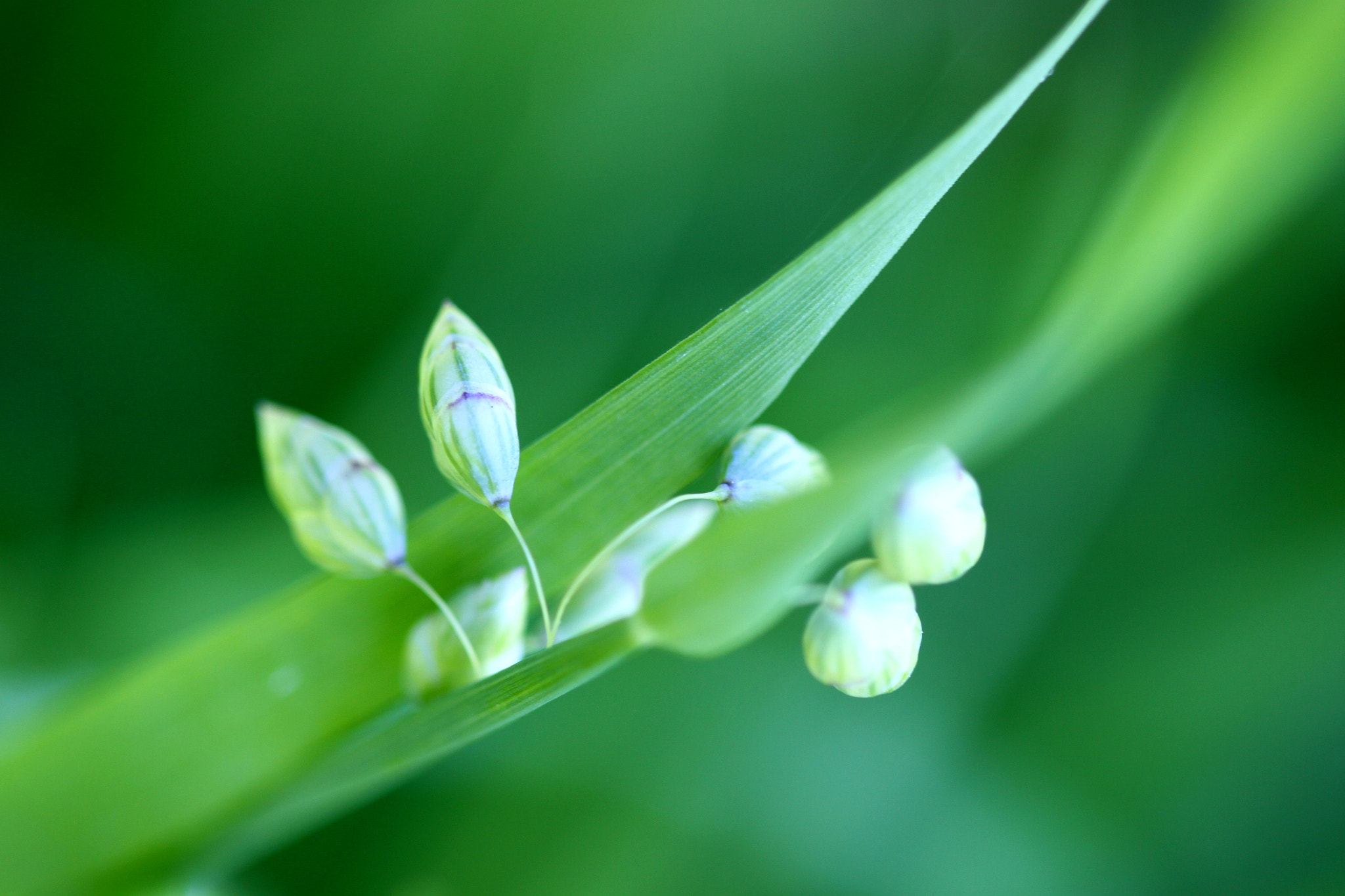 Canon EF 100mm F2.8 Macro USM sample photo. Img photography