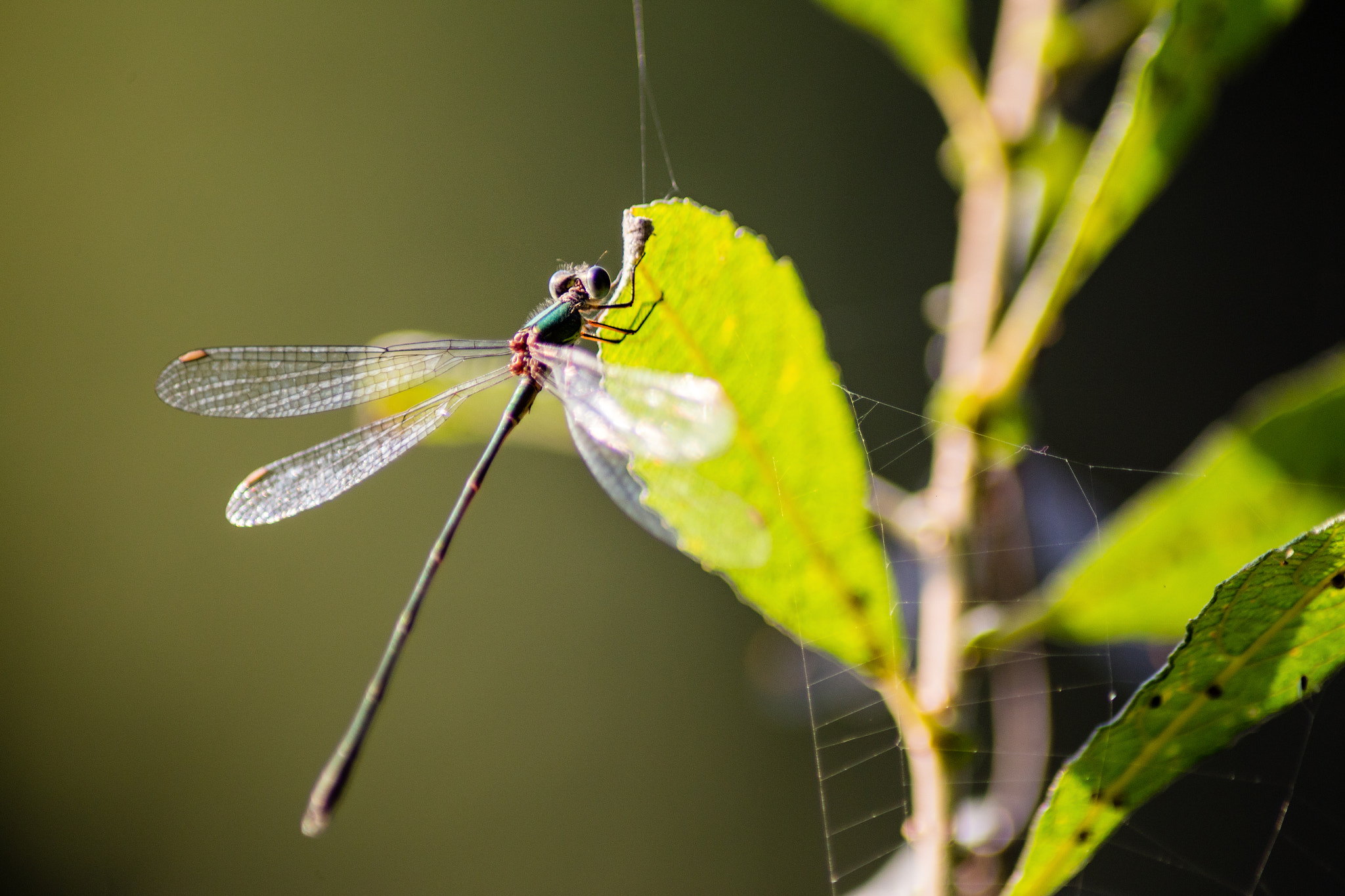 Canon EOS 6D + Tamron AF 70-300mm F4-5.6 Di LD Macro sample photo. Dragonfly near web photography