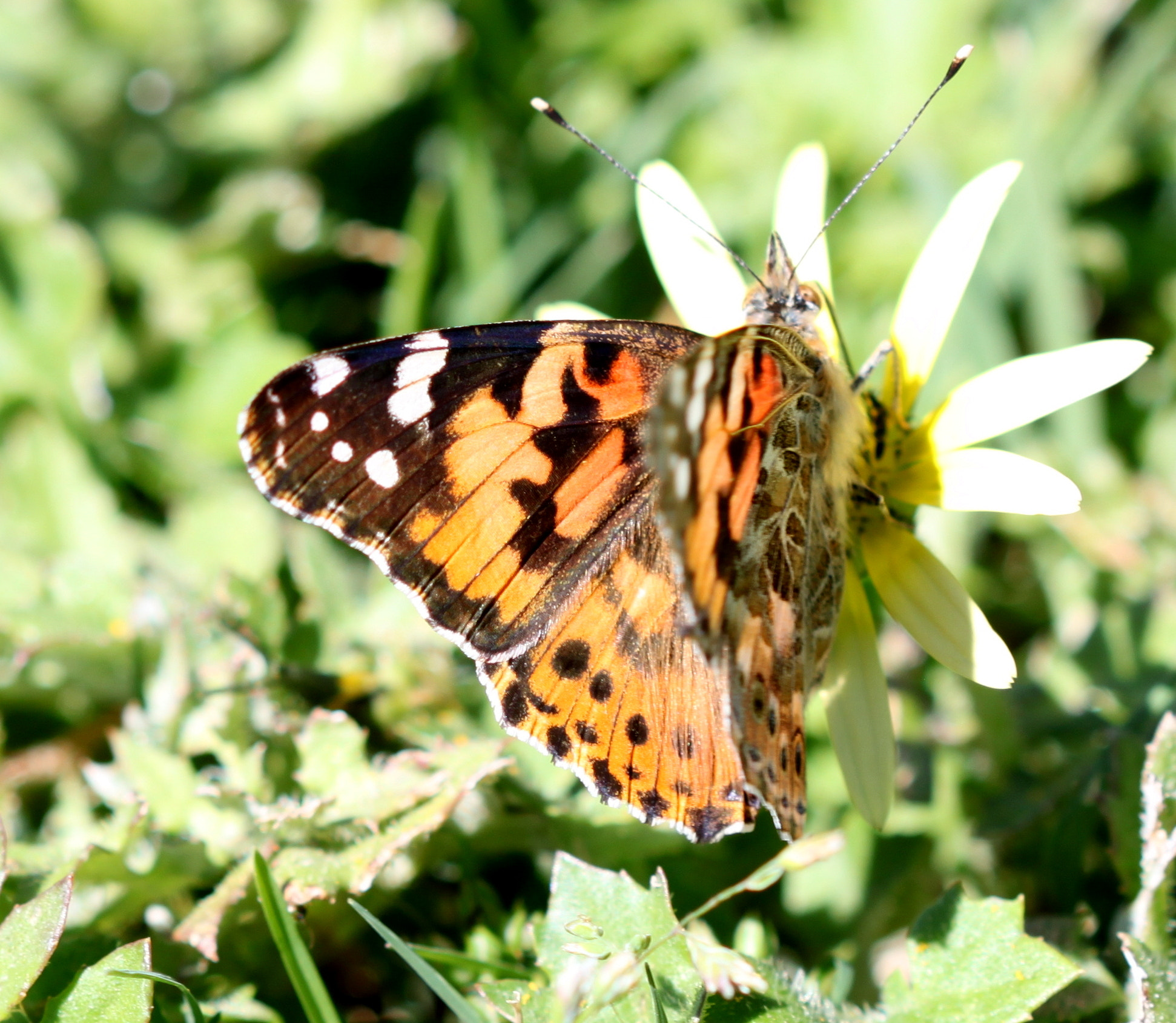 Canon EF 100mm F2.8 Macro USM sample photo. Img photography