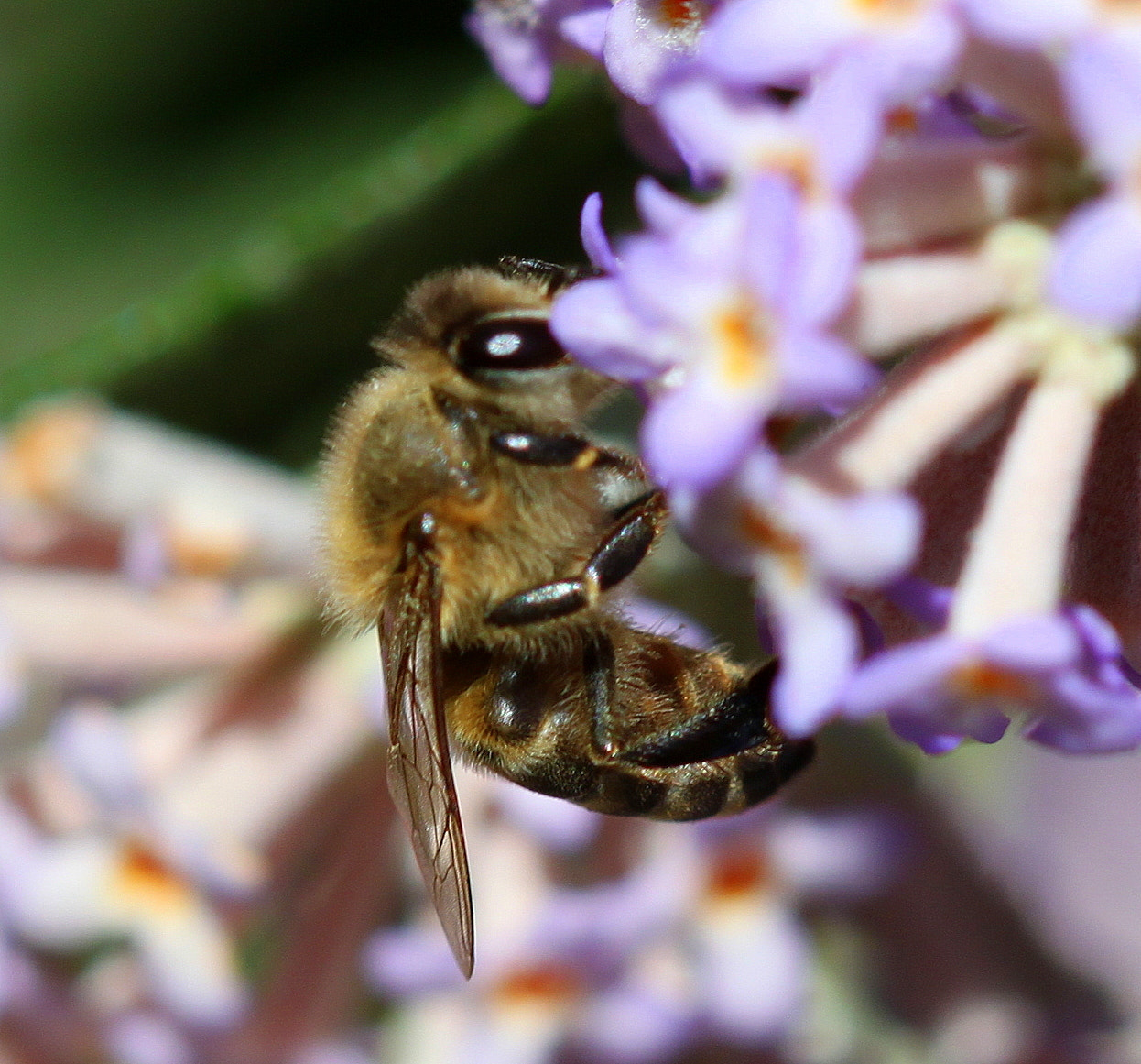 Canon EF 100mm F2.8 Macro USM sample photo. Img photography