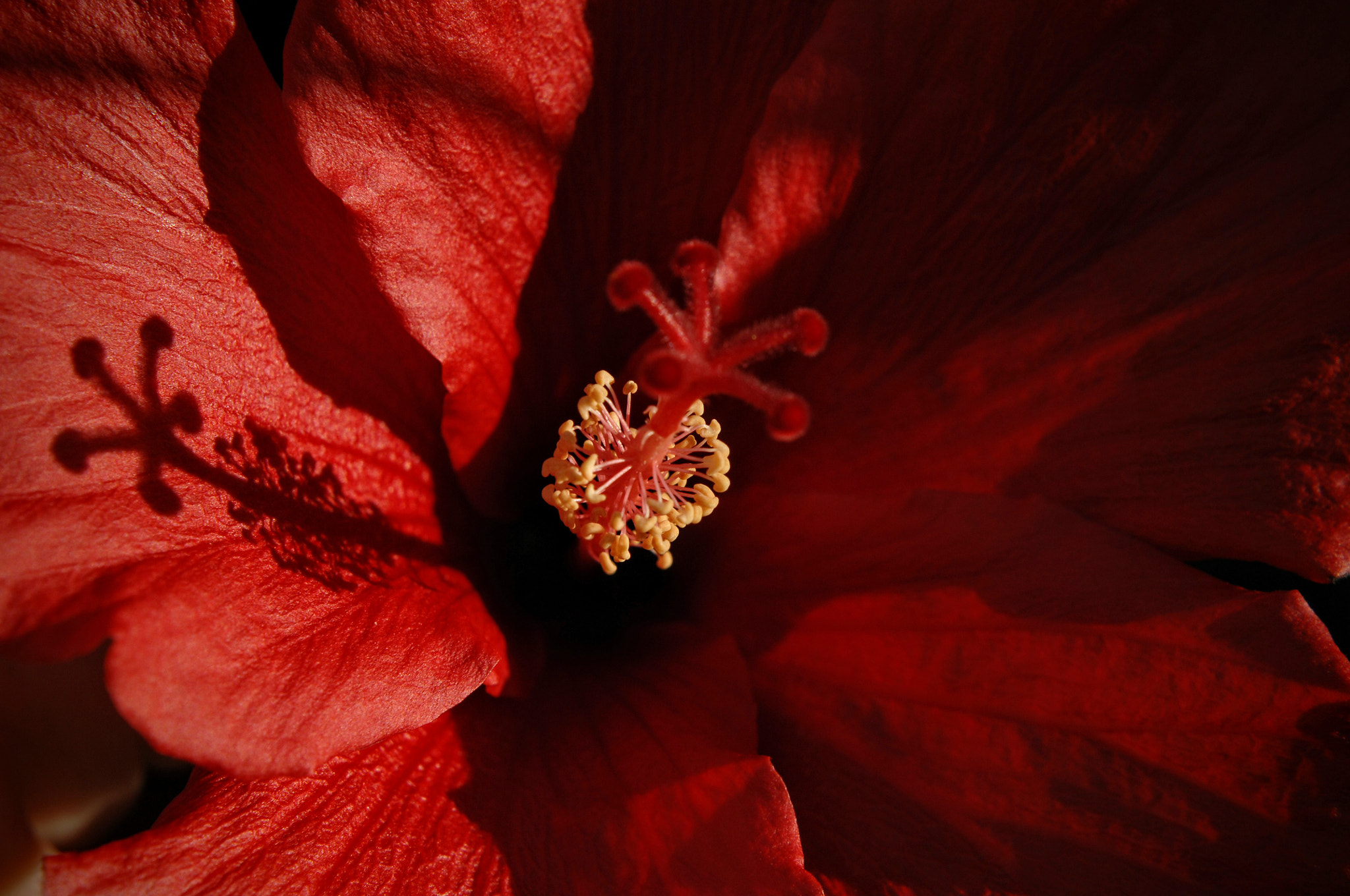 Nikon D2X + Nikon AF Nikkor 50mm F1.8D sample photo. Hibiscus evening shadow photography