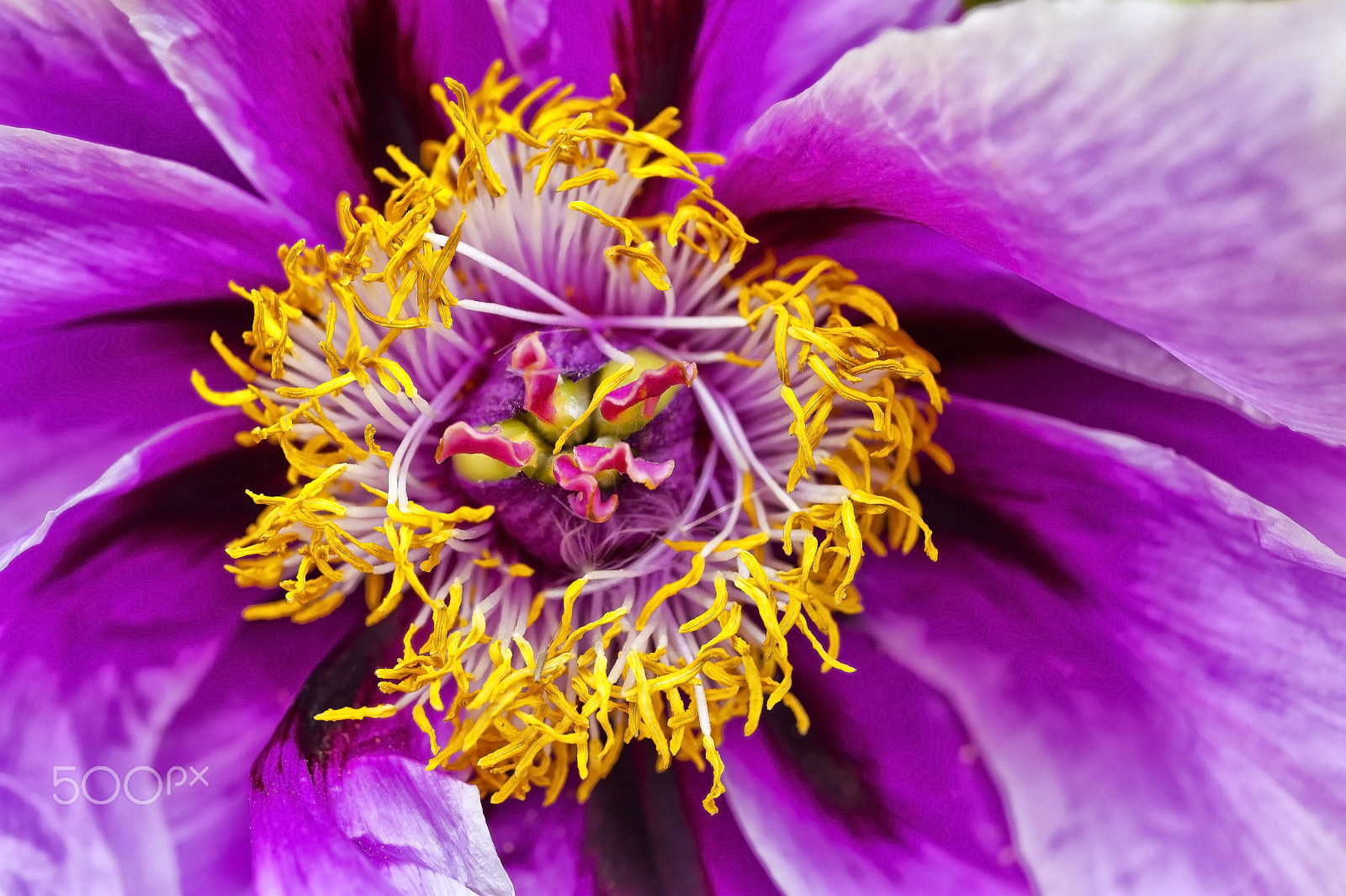 Nikon D700 + AF Micro-Nikkor 55mm f/2.8 sample photo. Şakayık Çiçeği (paeoniaceae) photography